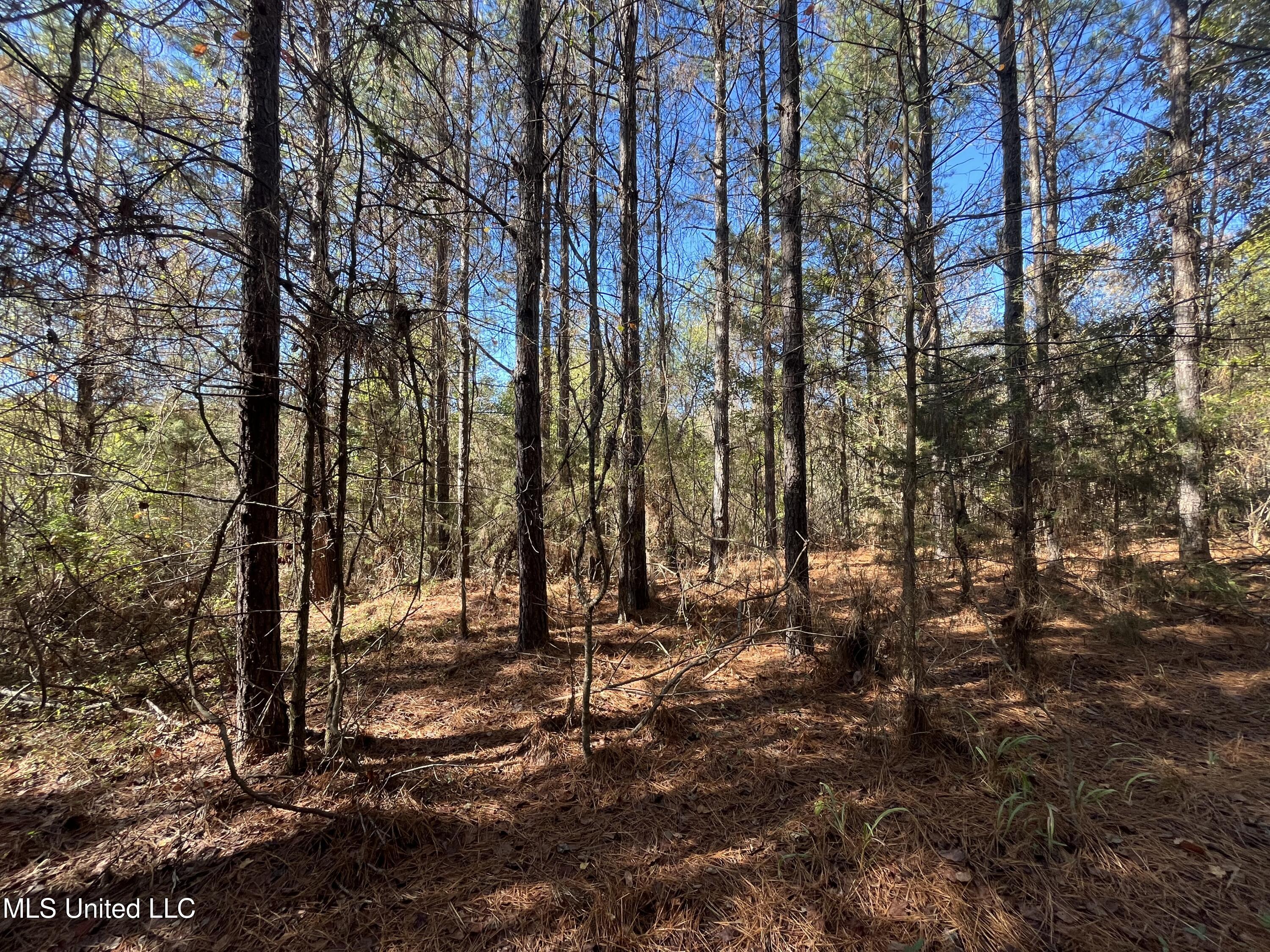 Carver Point Road, Coffeeville, Mississippi image 28