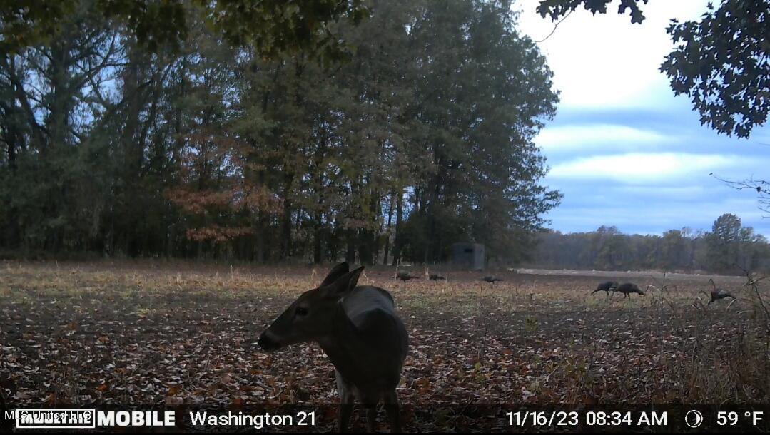 Huntington Point Road, Greenville, Mississippi image 3