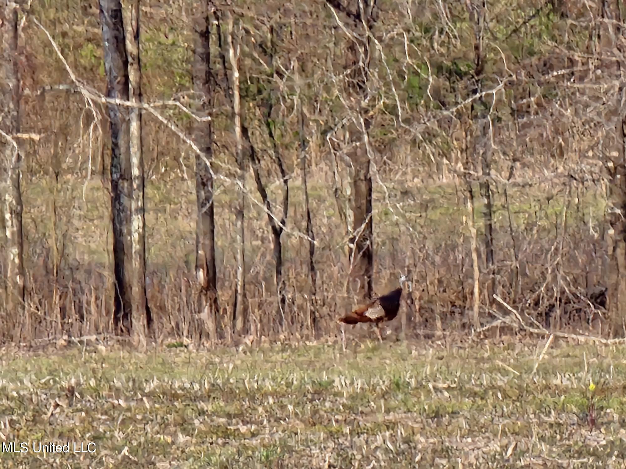 Huntington Point Road, Greenville, Mississippi image 21