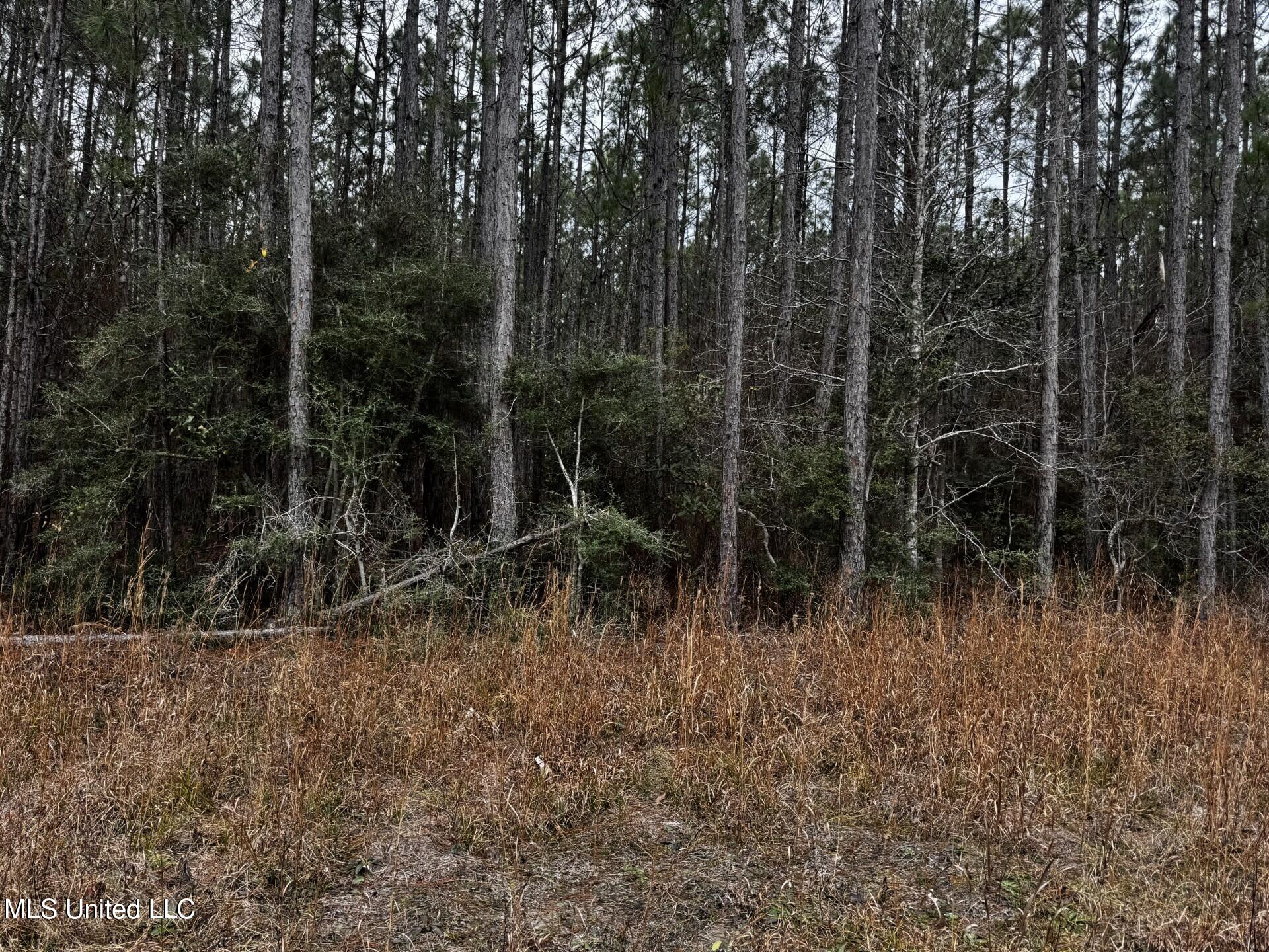 Lakeshore Drive, Bay Saint Louis, Mississippi image 1