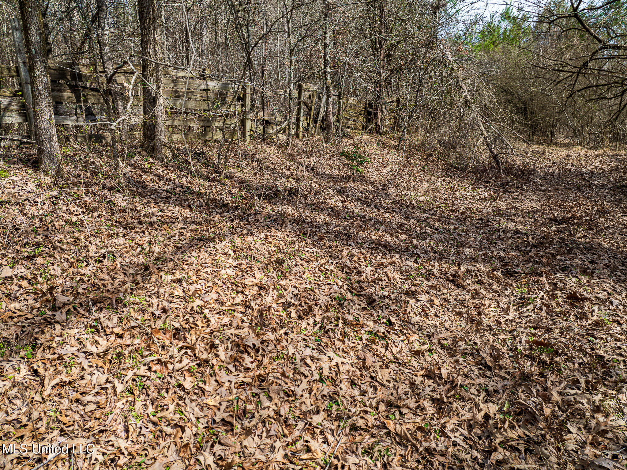 Cayce Road, Byhalia, Mississippi image 17