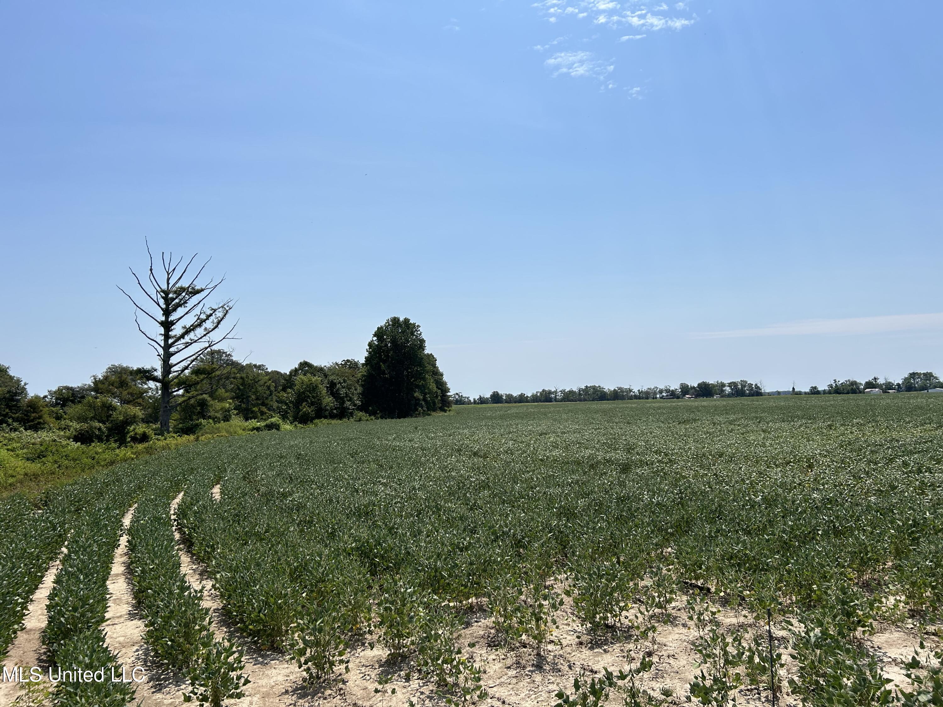 Hampton Lake Road Road, Glendora, Mississippi image 12