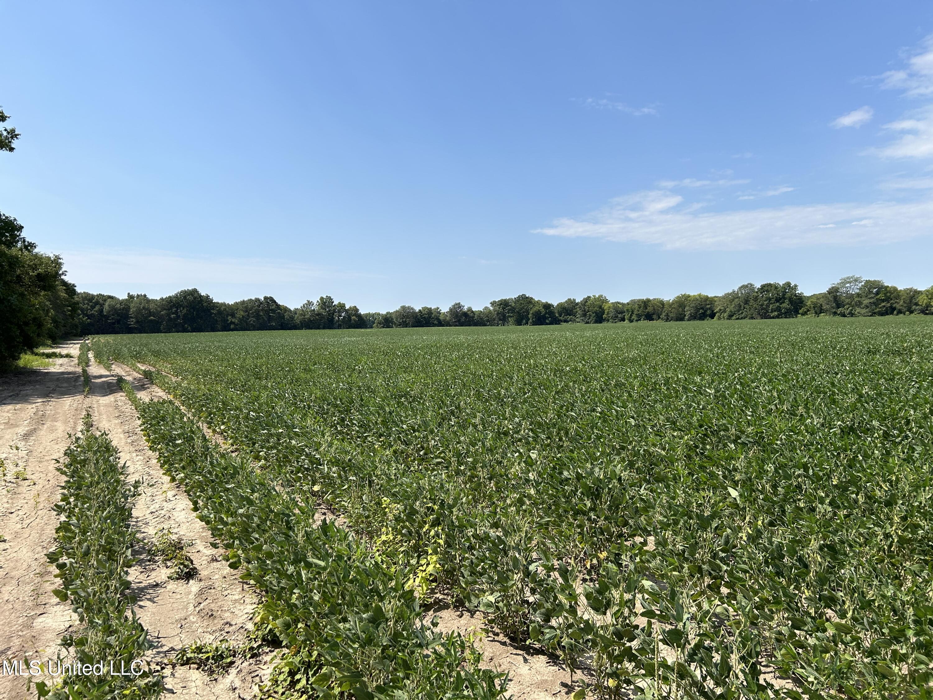 Hampton Lake Road Road, Glendora, Mississippi image 1