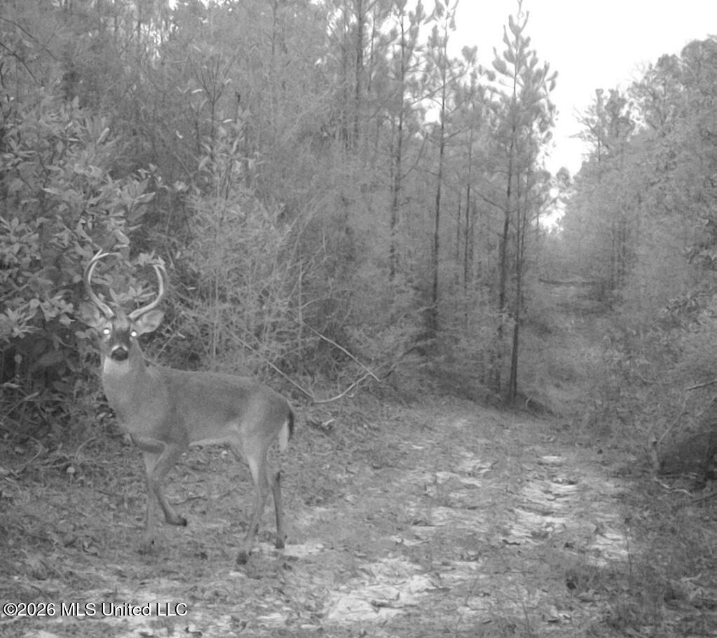 Forestry Rd 356