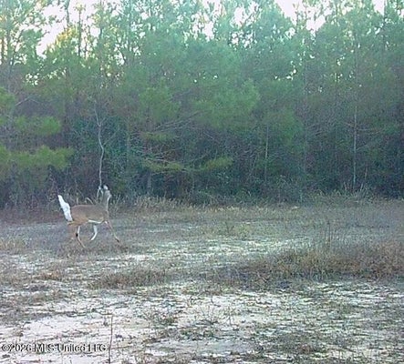 ADDRESS PRIVATE, BEAUMONT, MS 39423 - Image e436db2c91835303aba57d6b9c817d4e/2352293090