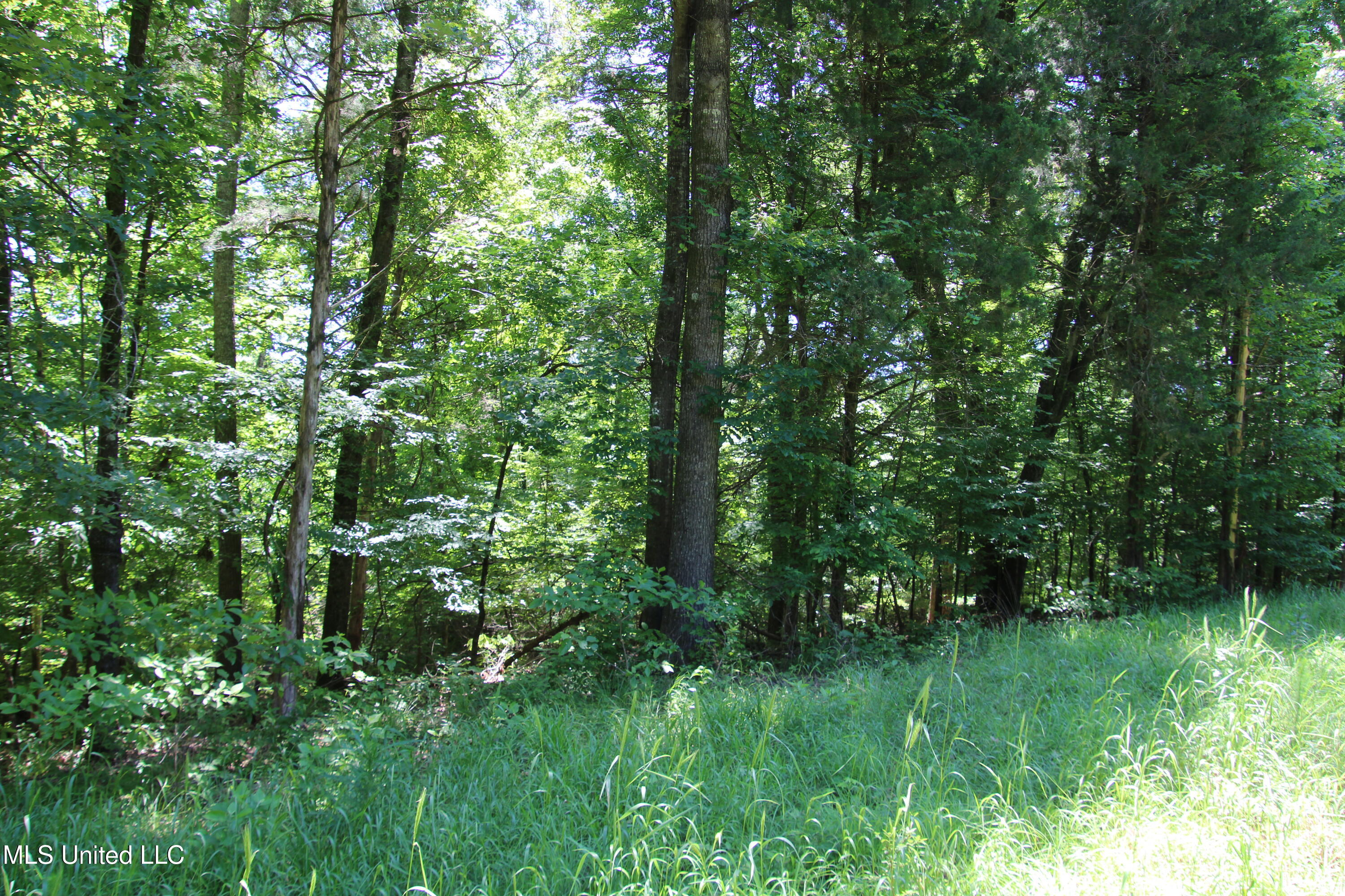 Perry Creek Road Road, Bentonia, Mississippi image 3