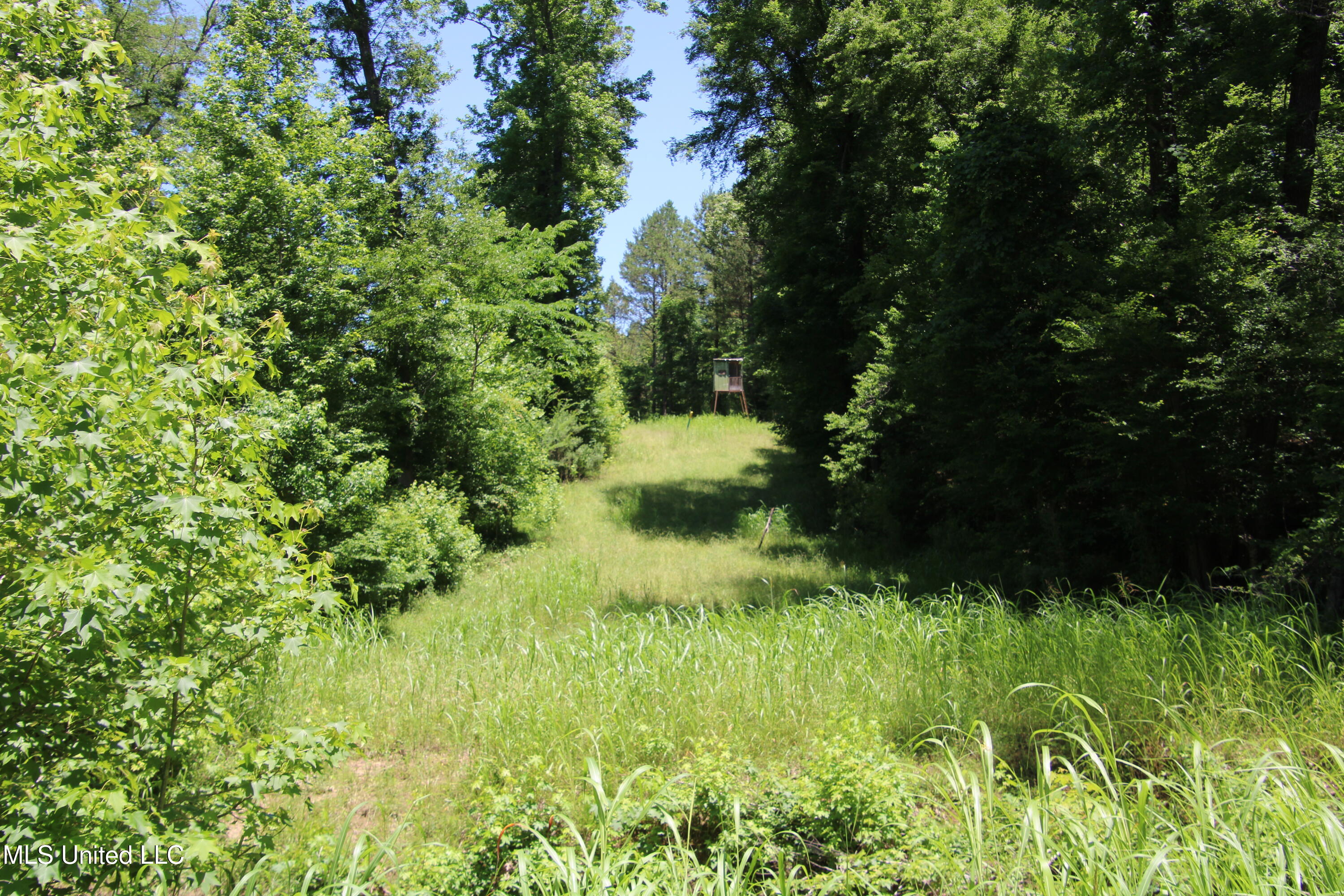 Perry Creek Road Road, Bentonia, Mississippi image 9