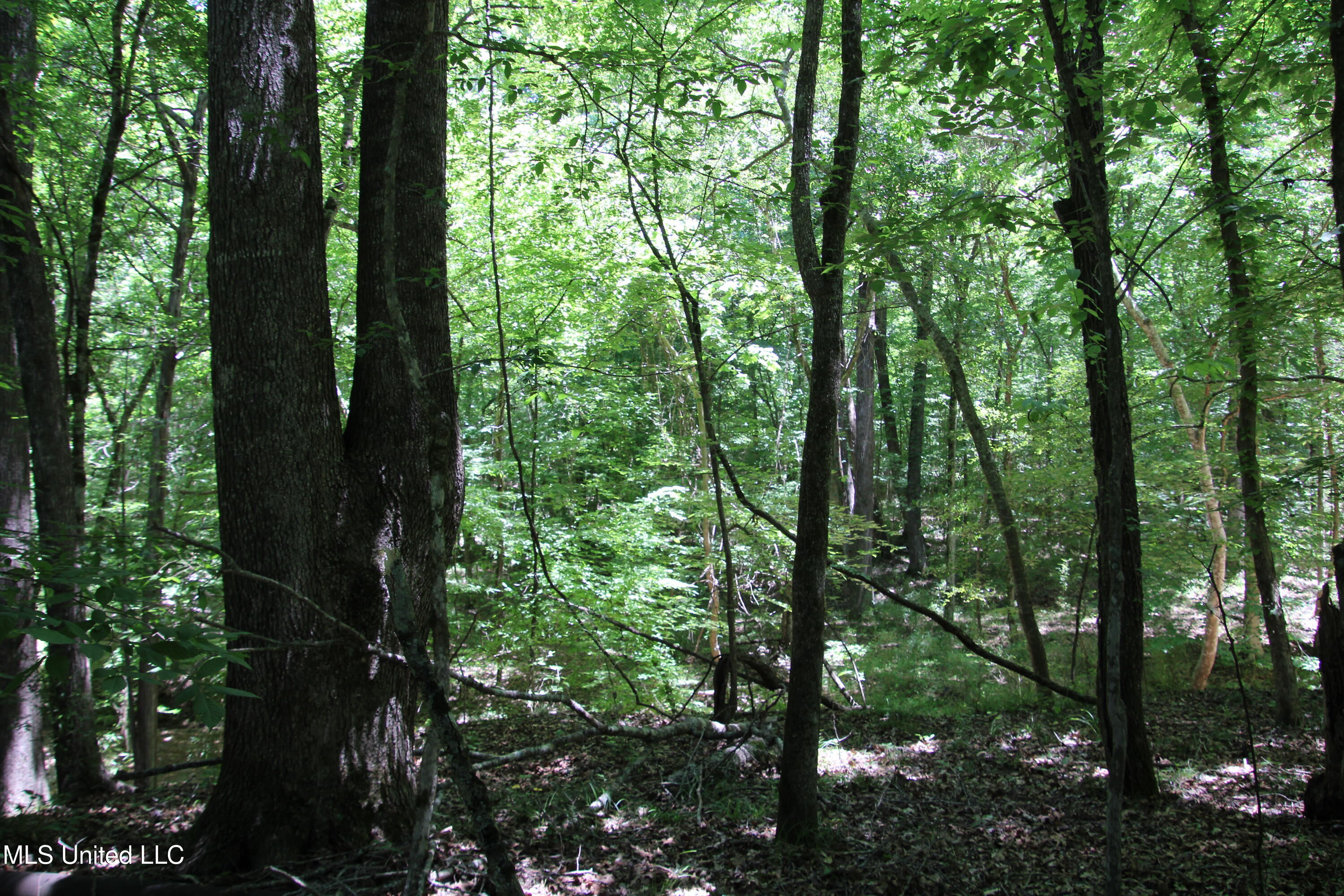 Perry Creek Road Road, Bentonia, Mississippi image 11
