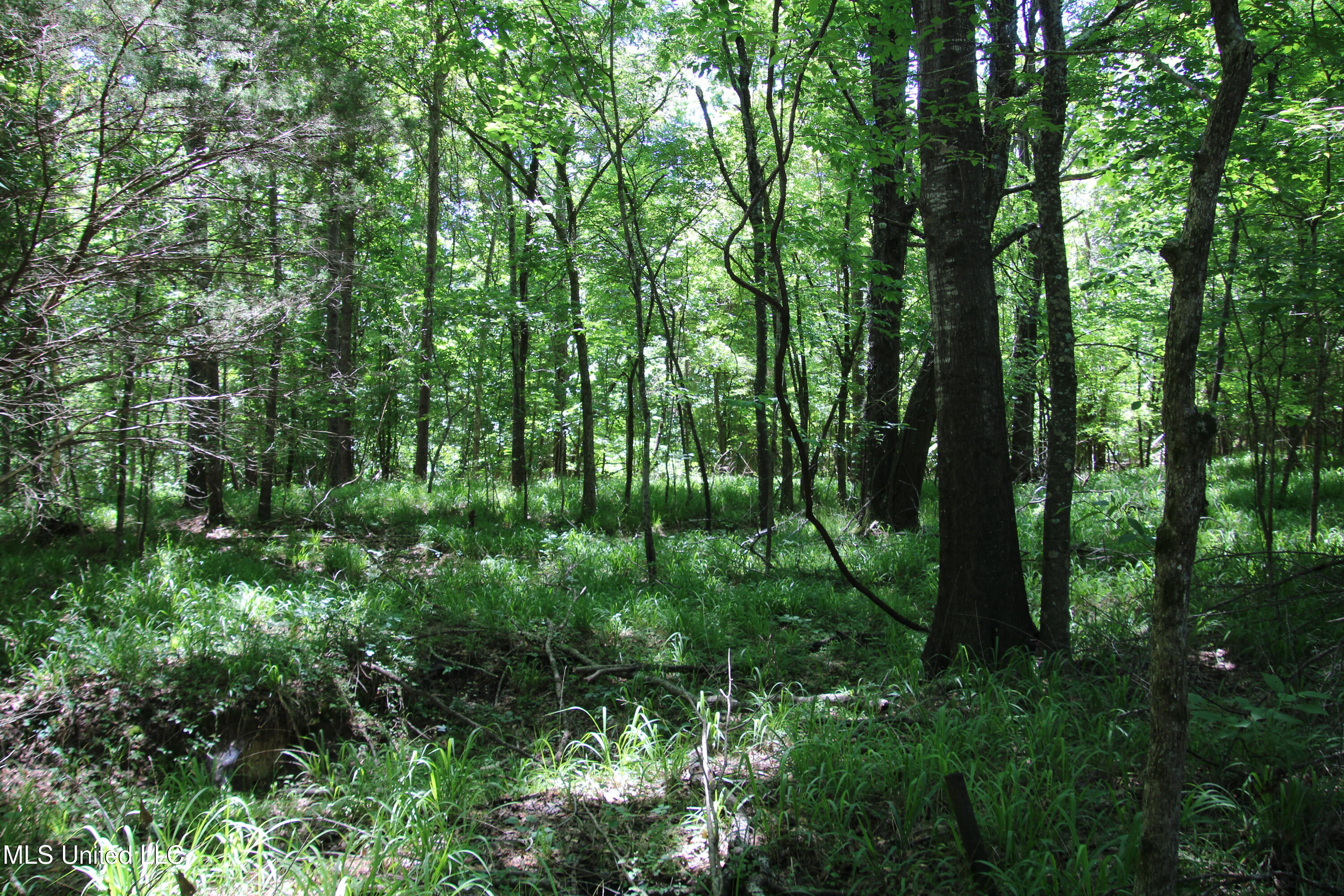 Perry Creek Road Road, Bentonia, Mississippi image 6
