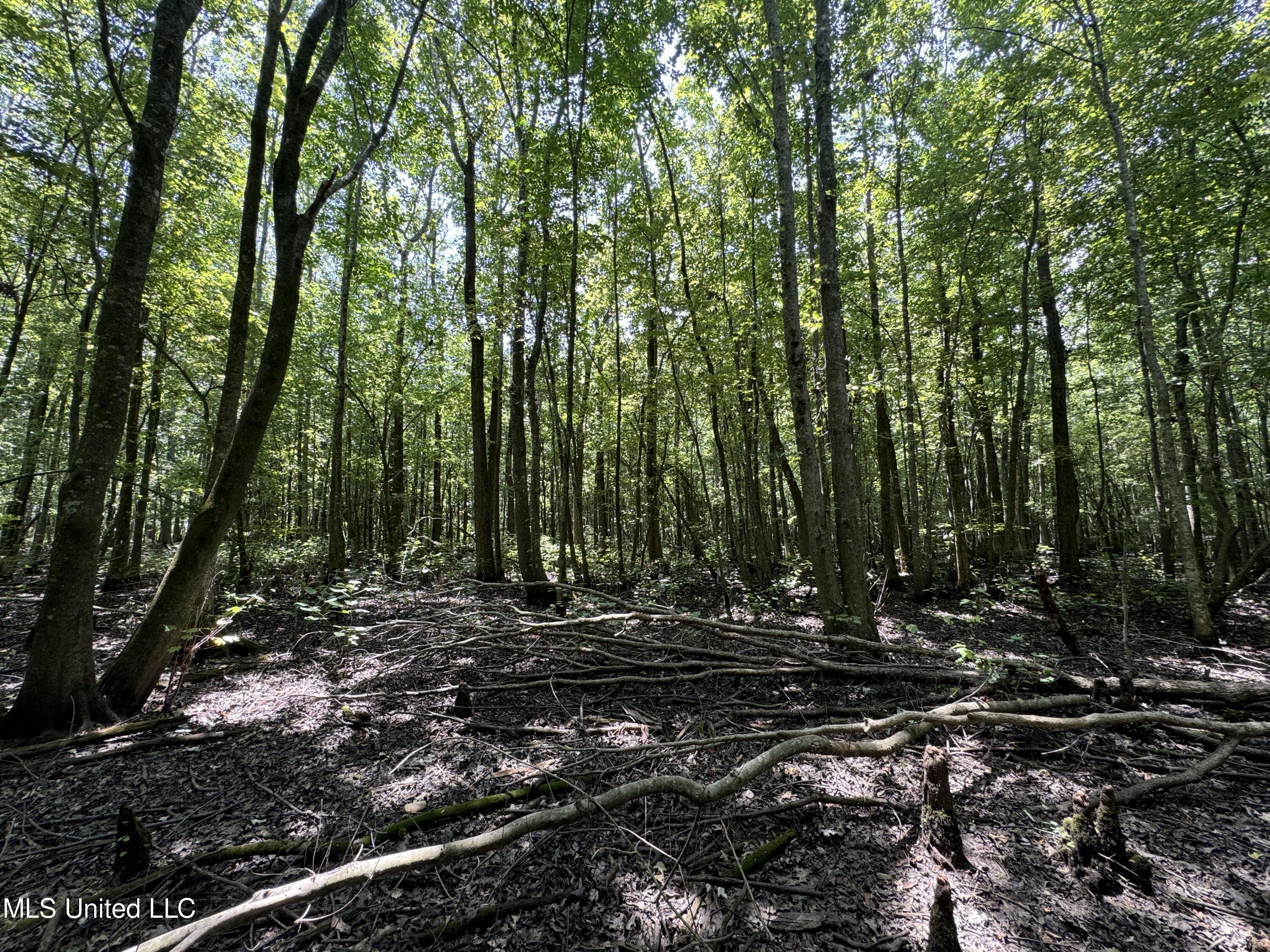 Fox Road, Shaw, Mississippi image 8