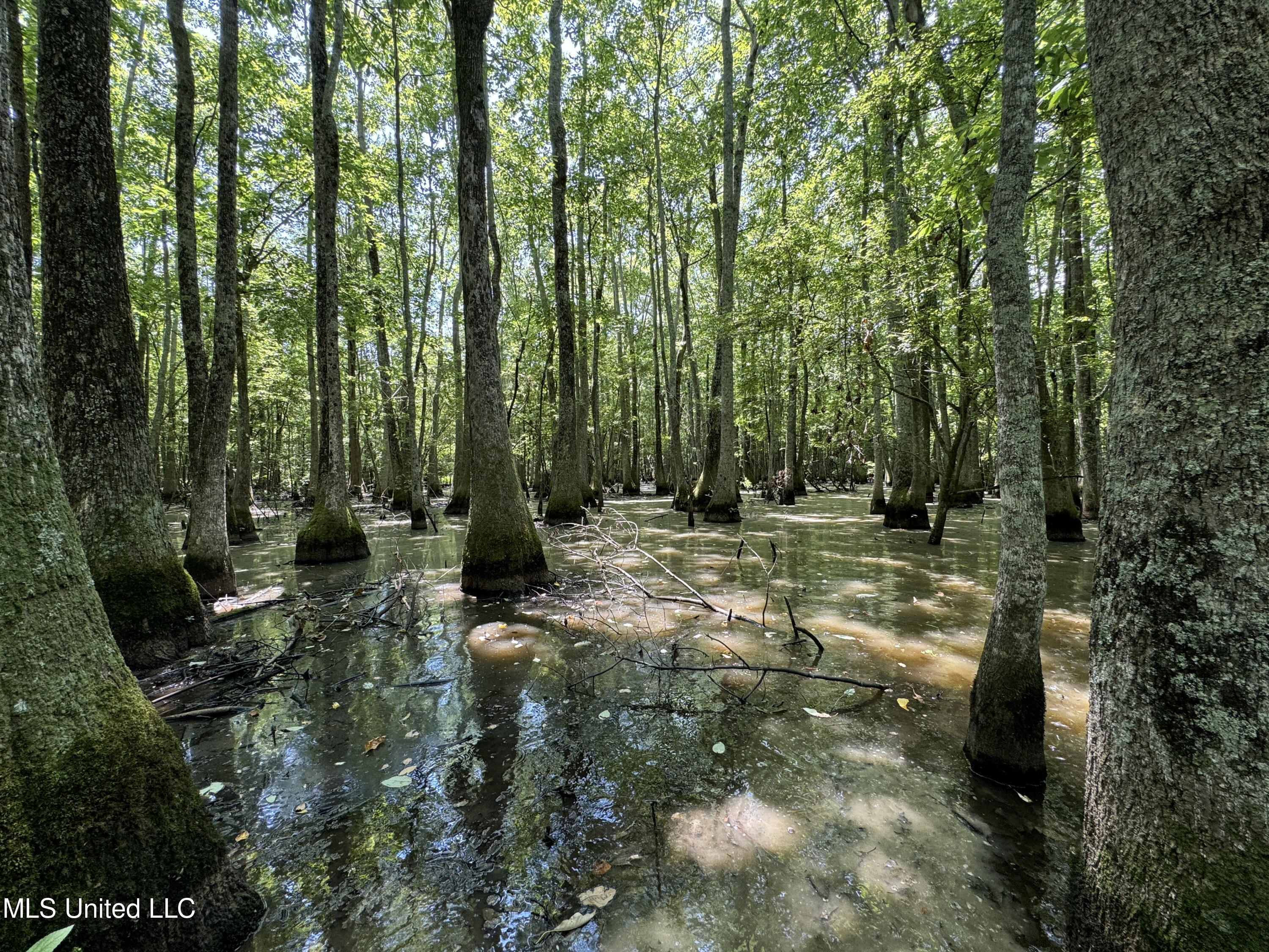 Fox Road, Shaw, Mississippi image 10