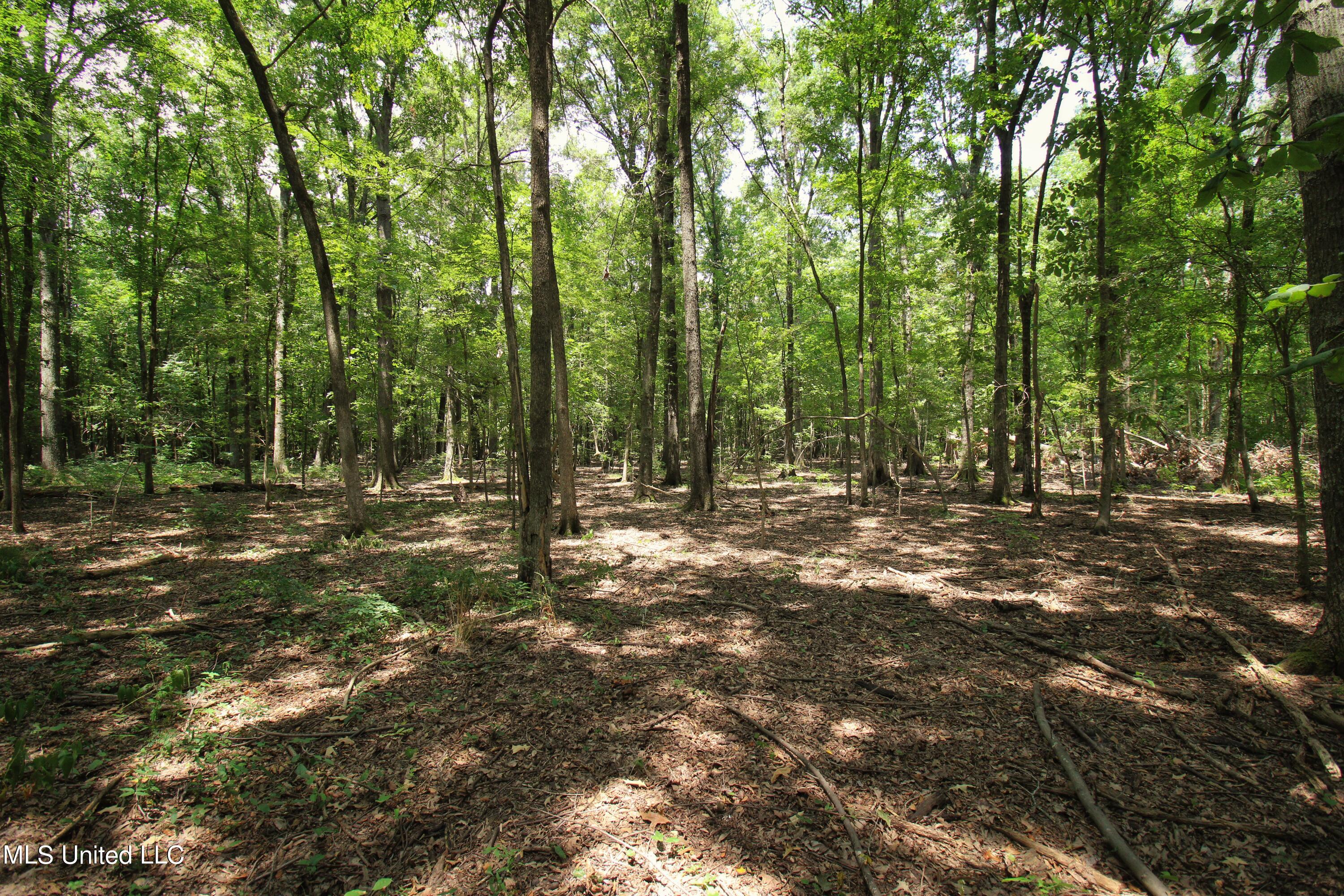 Fox Road, Shaw, Mississippi image 18