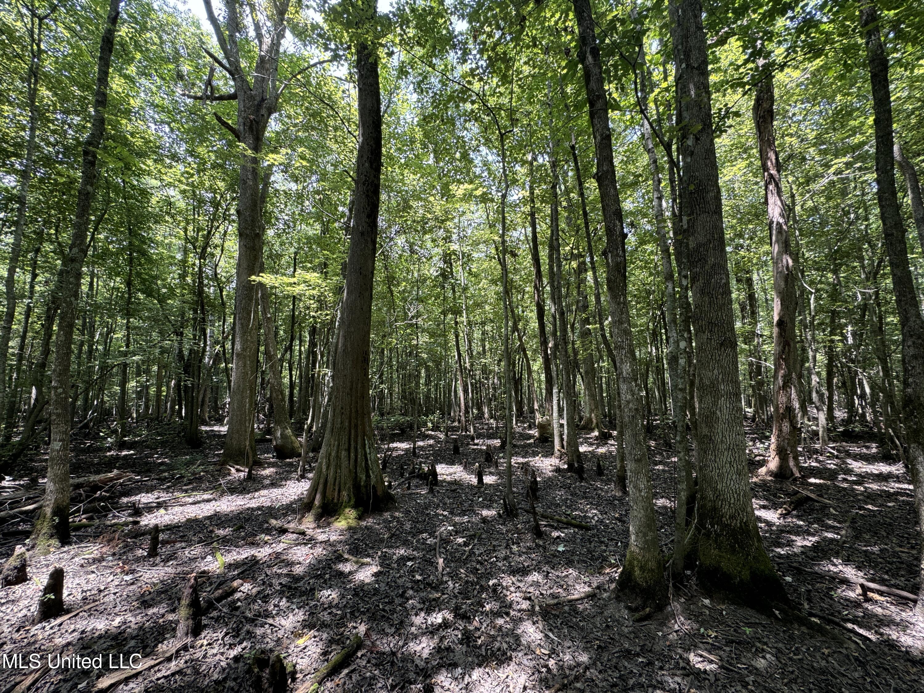 Fox Road, Shaw, Mississippi image 7