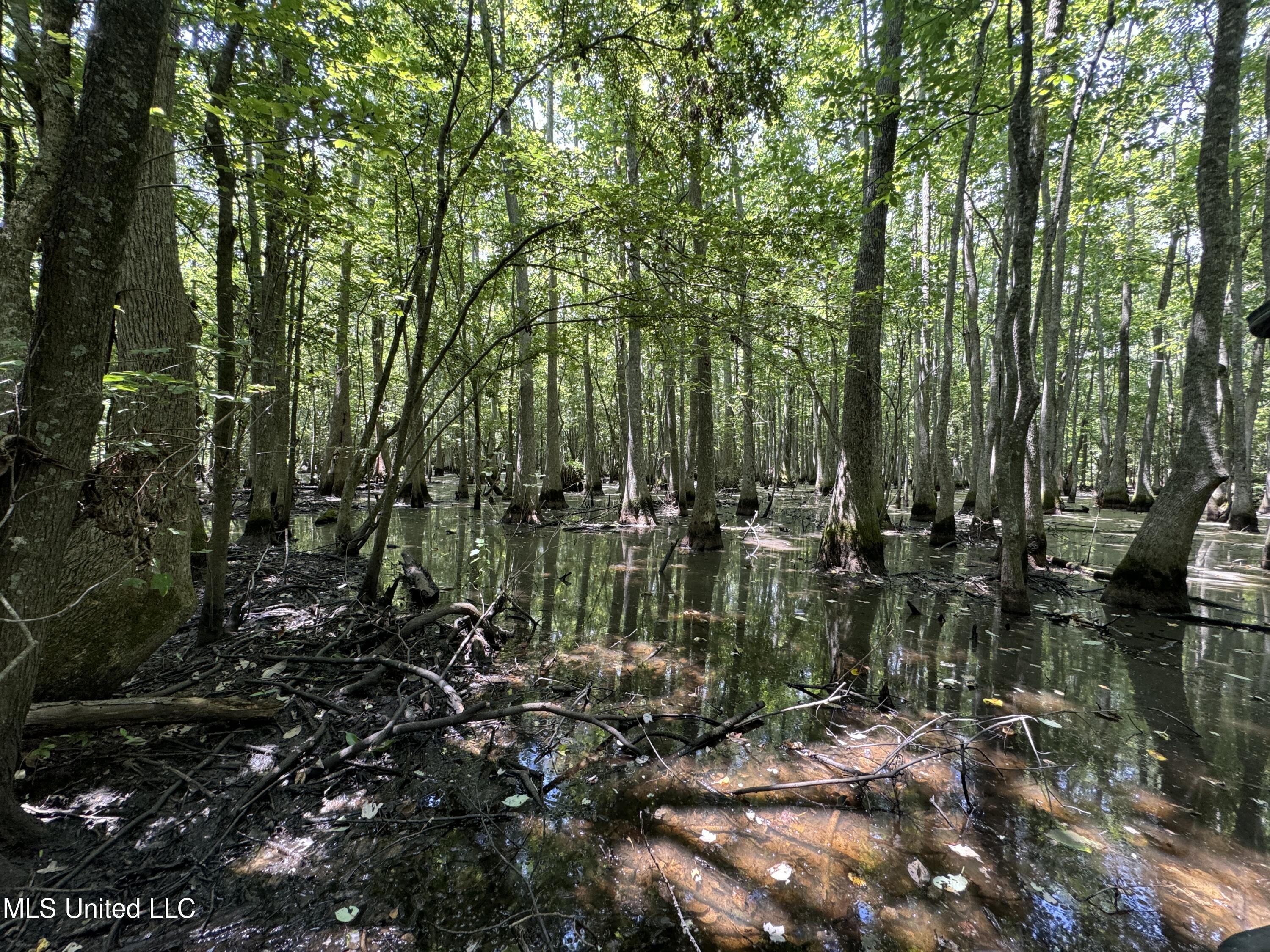 Fox Road, Shaw, Mississippi image 9