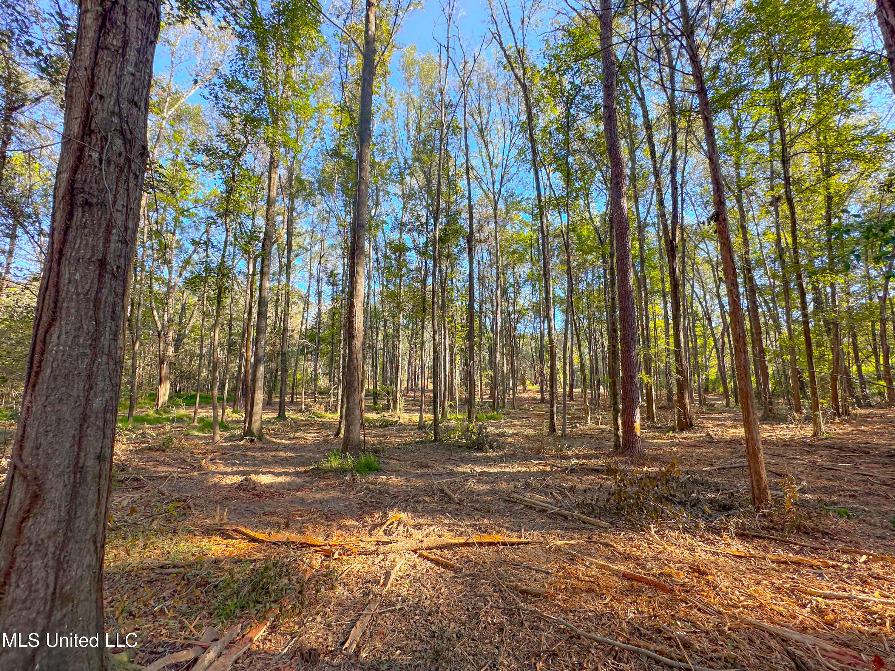 Pocahontas Road, Jackson, Mississippi image 6