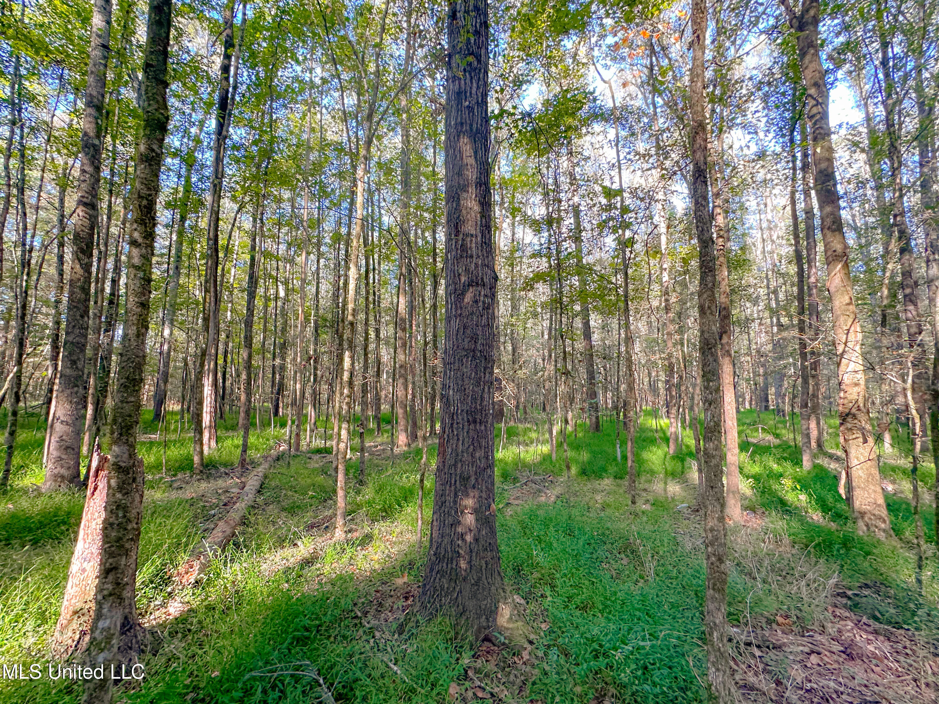 Pocahontas Road, Jackson, Mississippi image 9