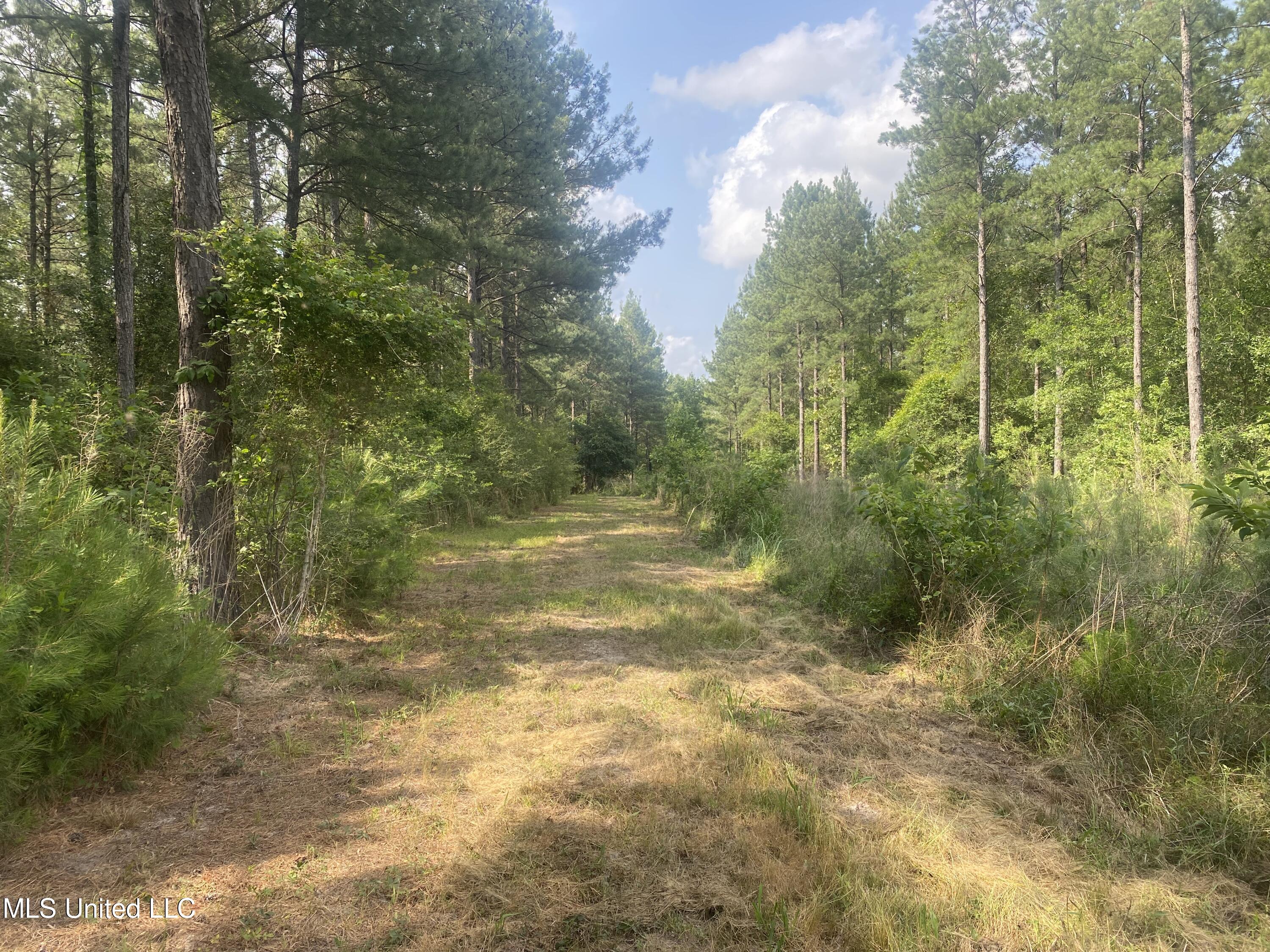 Nhn City Bridge Road, Wiggins, Mississippi image 2