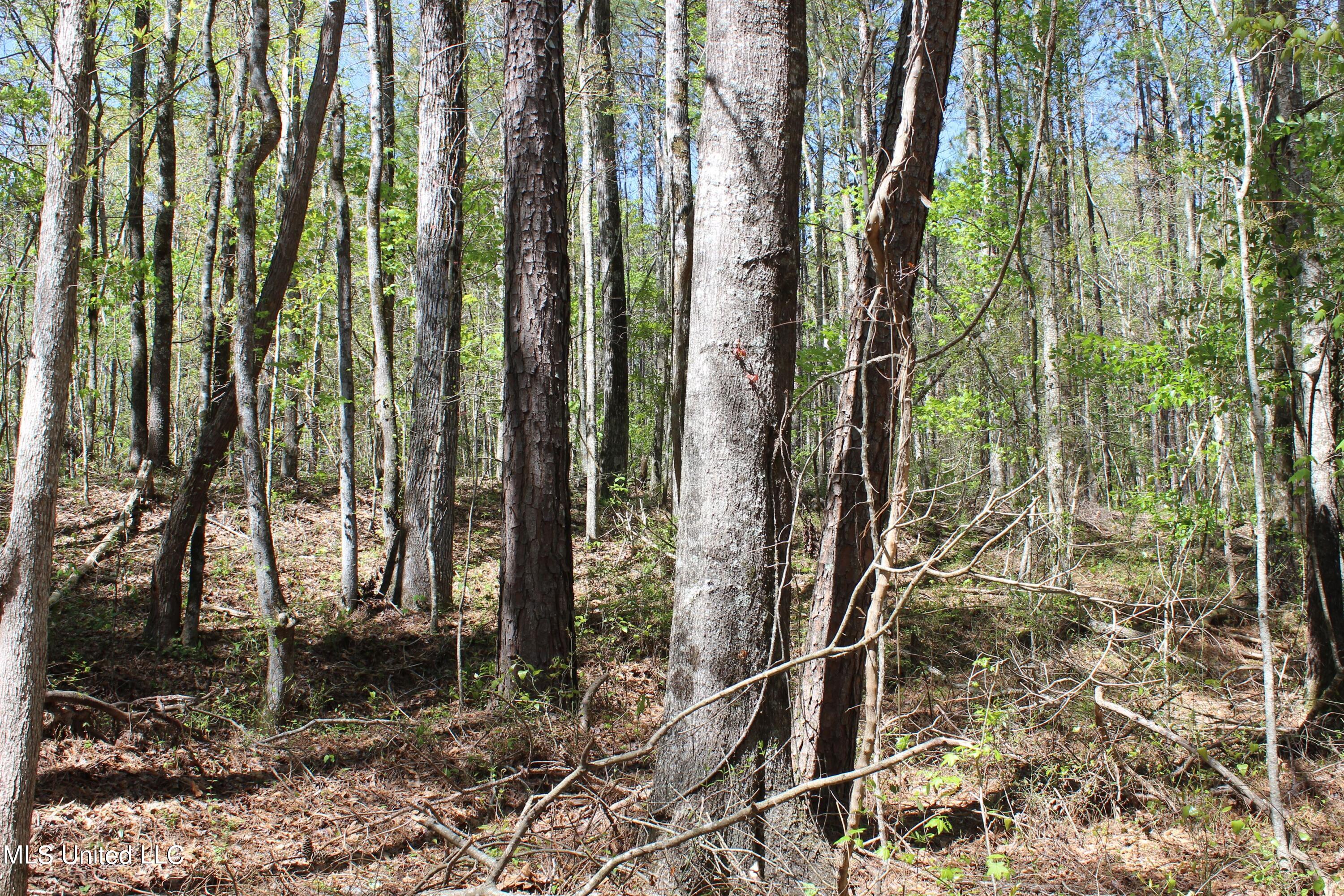 Melvin Leach  Road, Union, Mississippi image 37