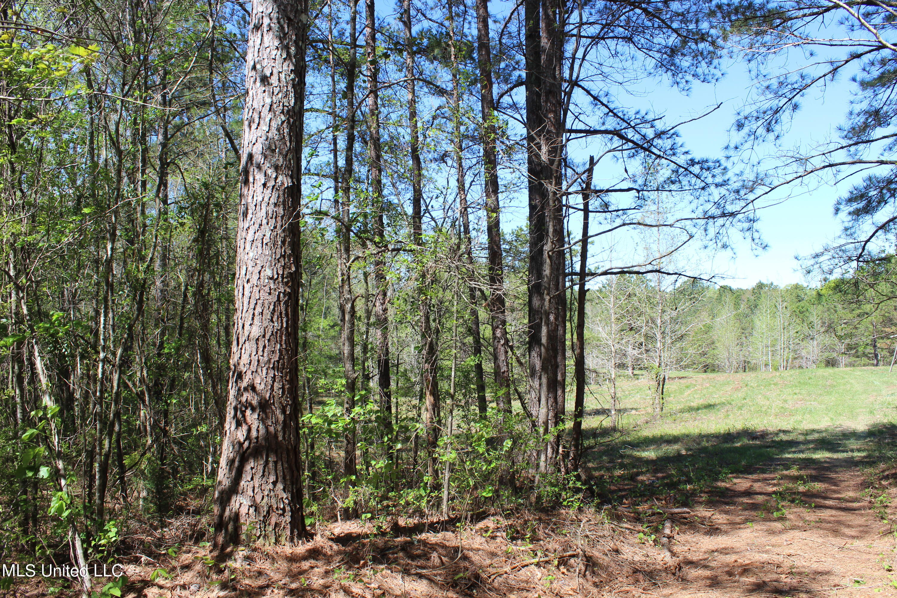 Melvin Leach  Road, Union, Mississippi image 1