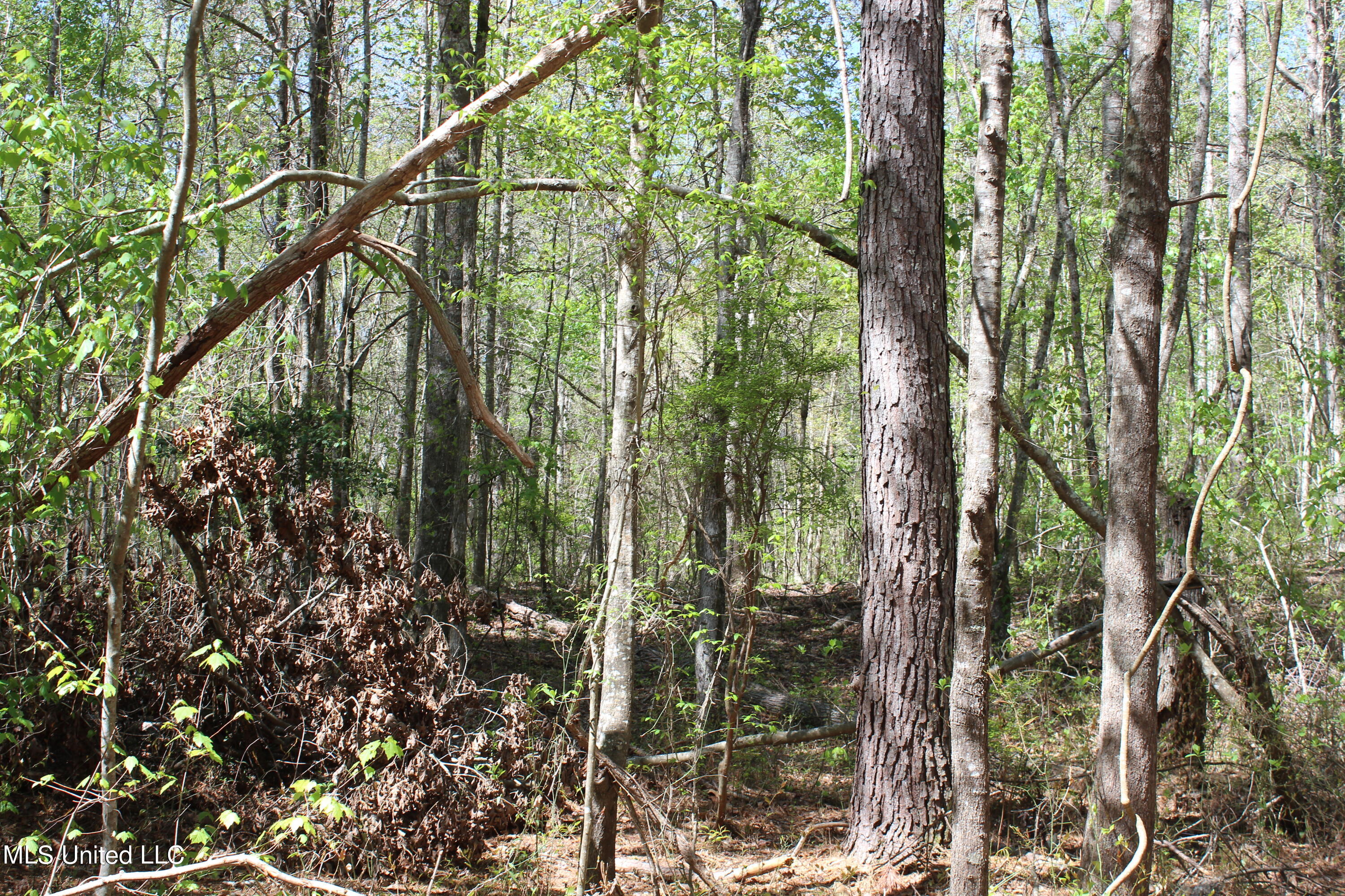 Melvin Leach  Road, Union, Mississippi image 23