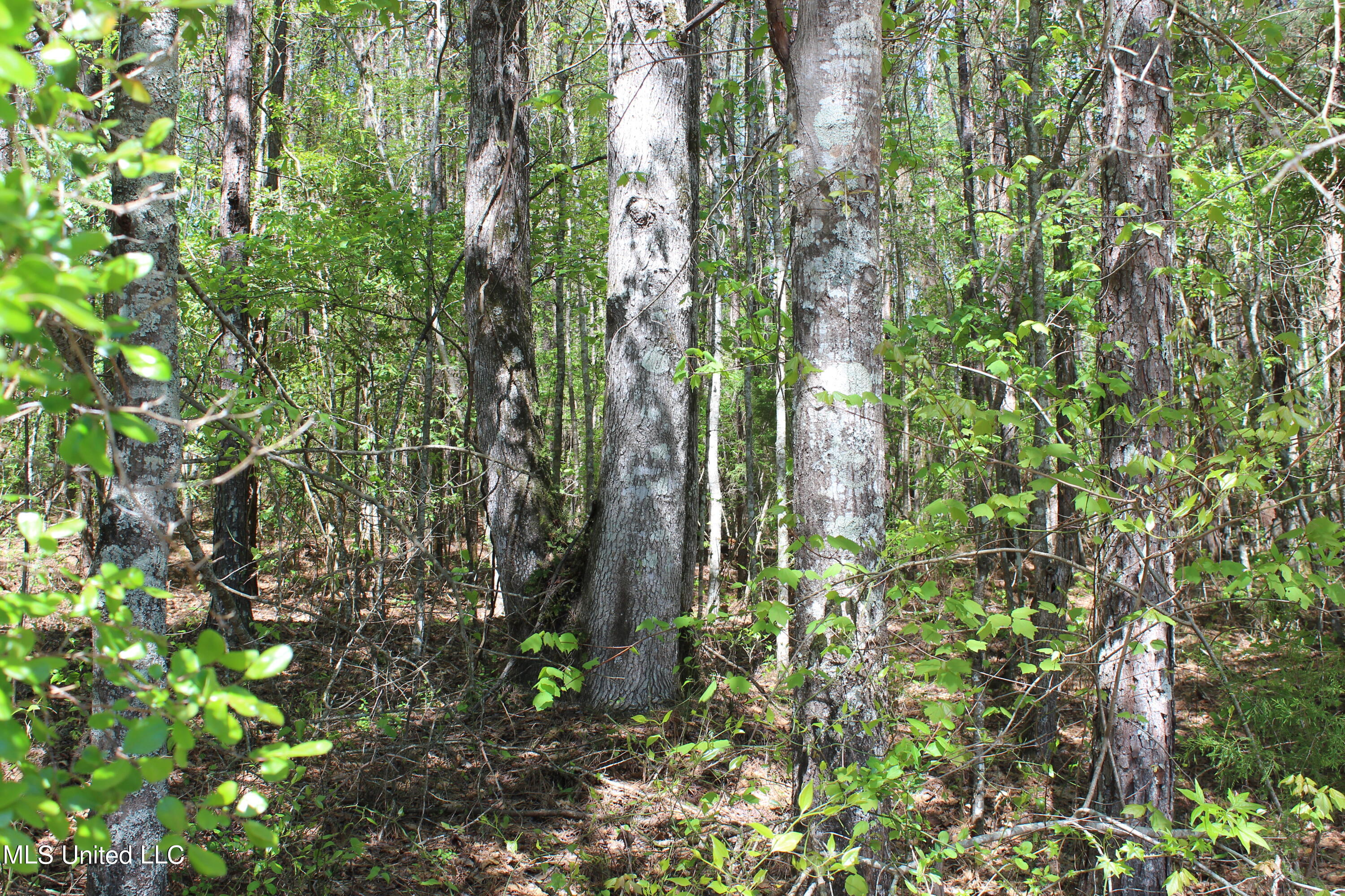 Melvin Leach  Road, Union, Mississippi image 20