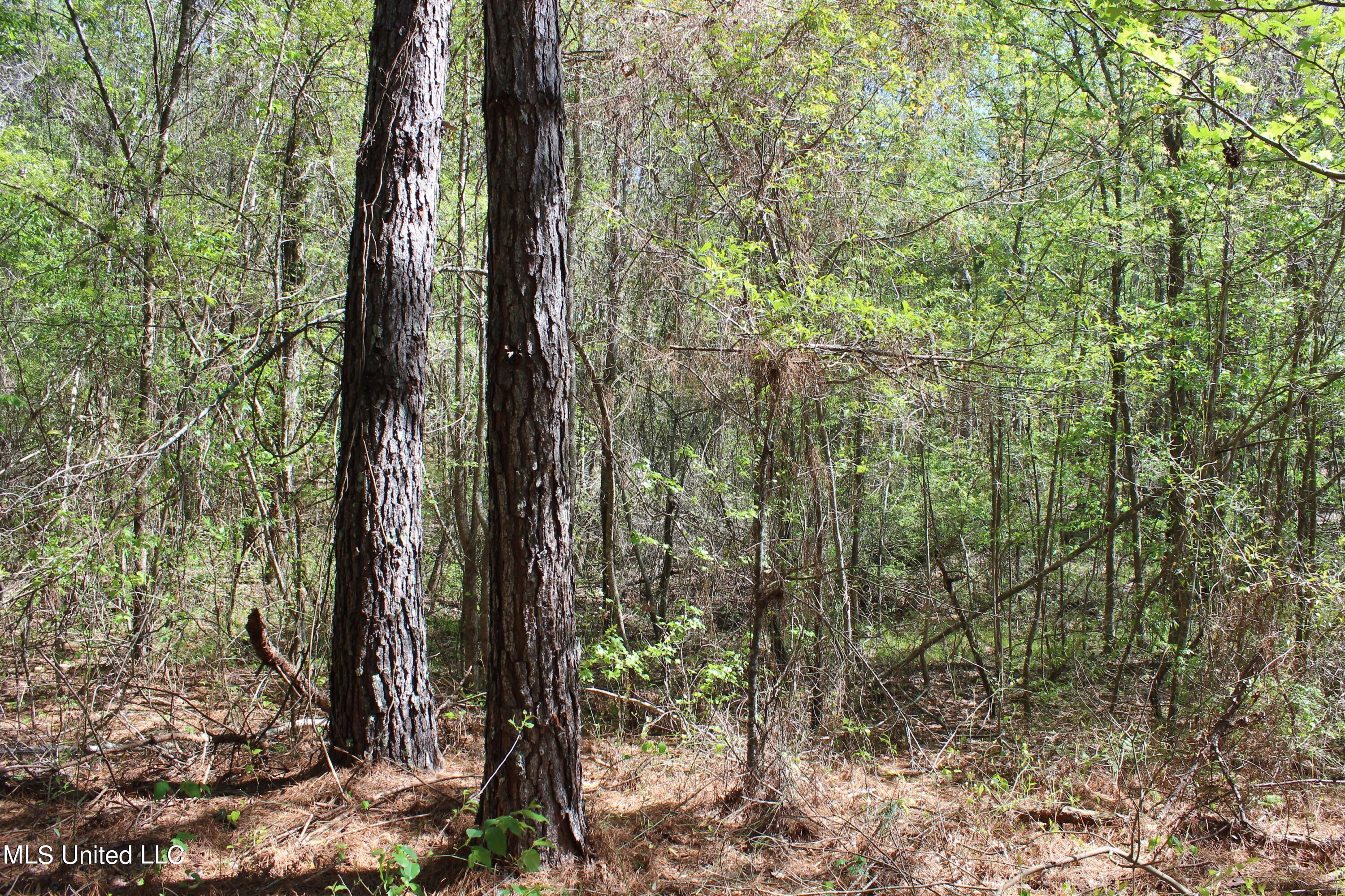 Melvin Leach  Road, Union, Mississippi image 36