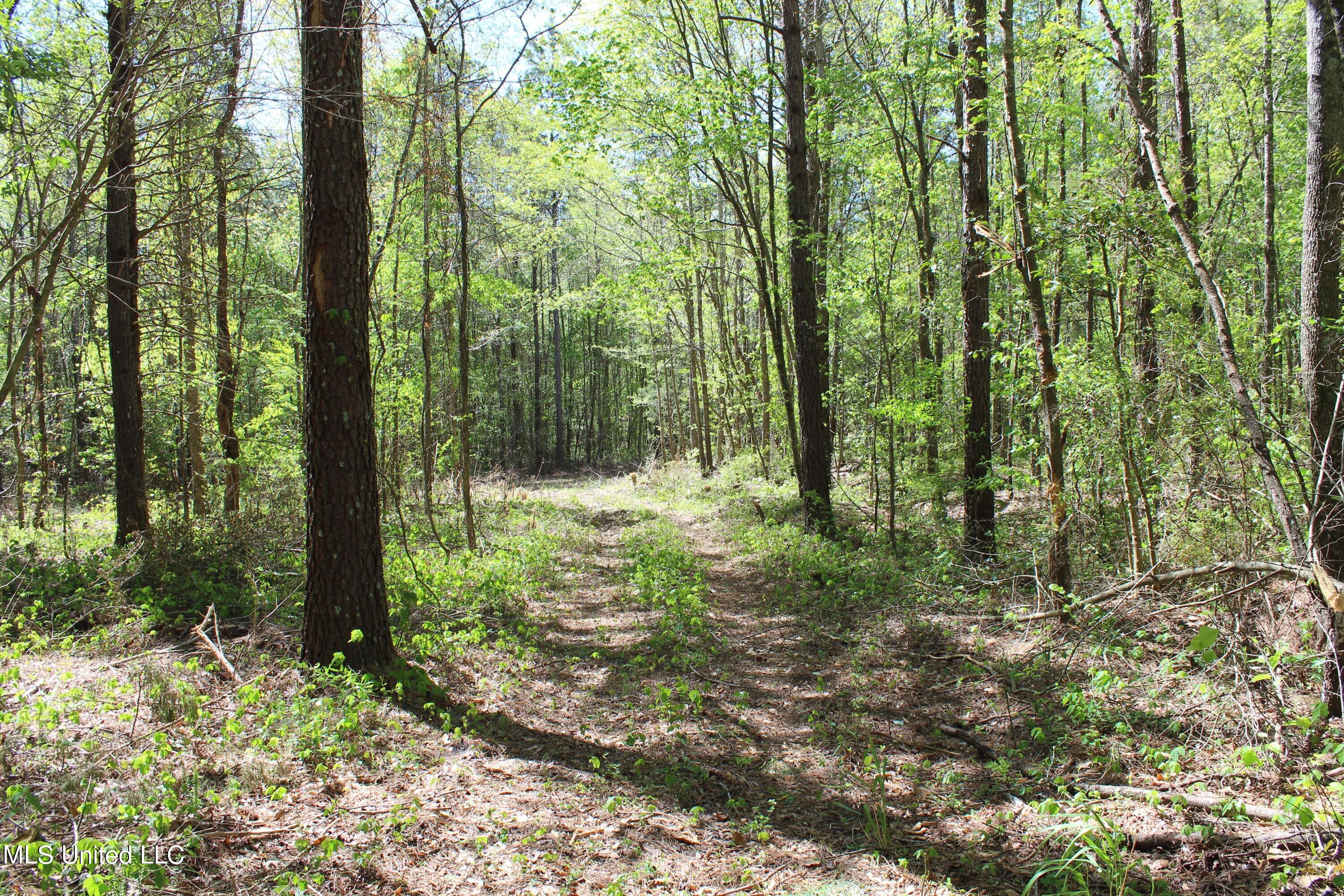 Melvin Leach  Road, Union, Mississippi image 38