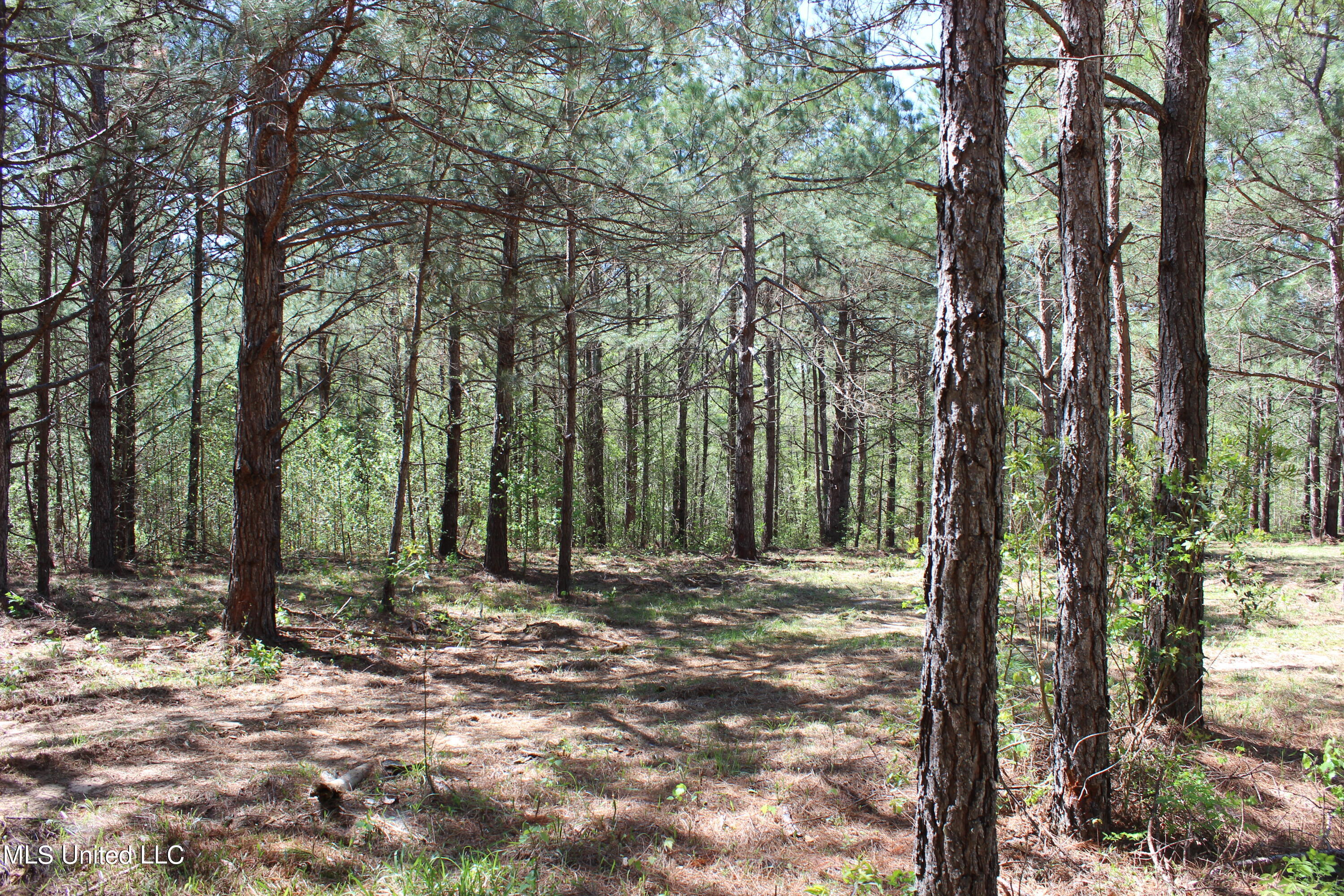 Melvin Leach  Road, Union, Mississippi image 17