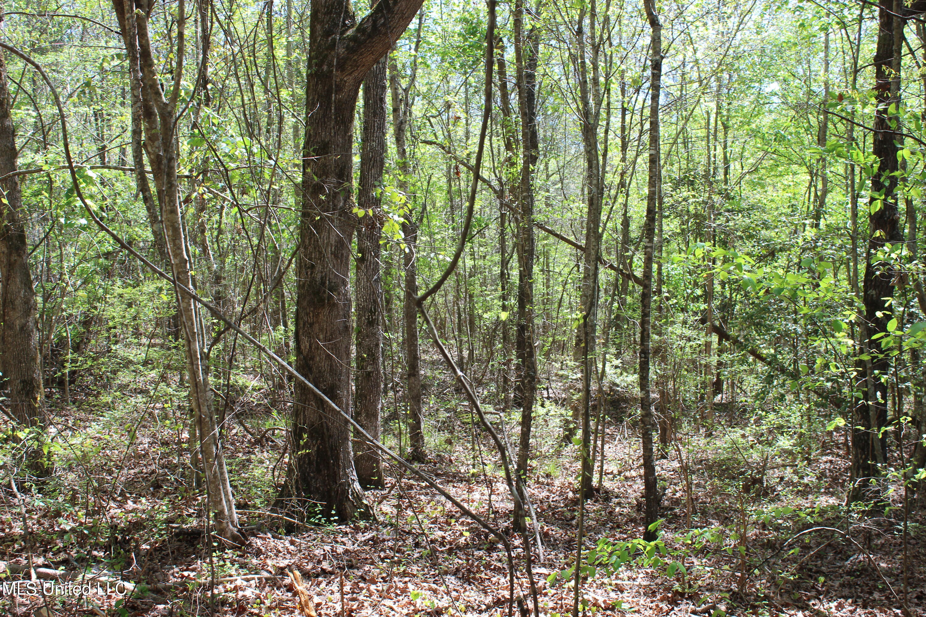 Melvin Leach  Road, Union, Mississippi image 32