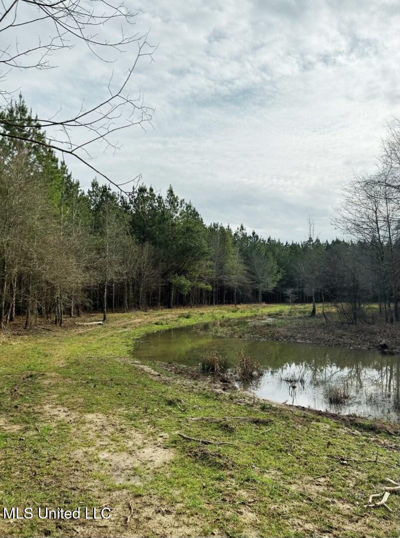 Highway 15, Noxapater, Mississippi image 9