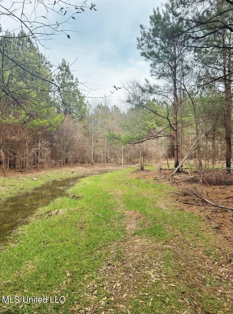 Highway 15, Noxapater, Mississippi image 7