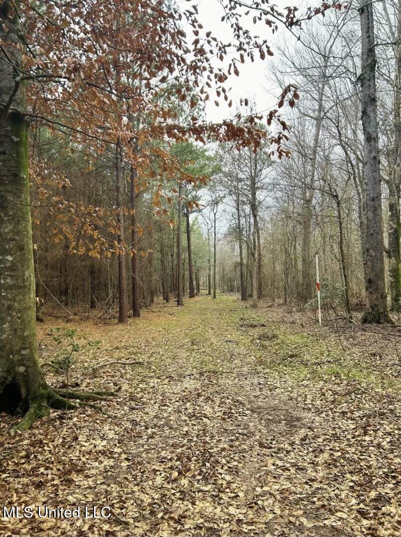 Highway 15, Noxapater, Mississippi image 8