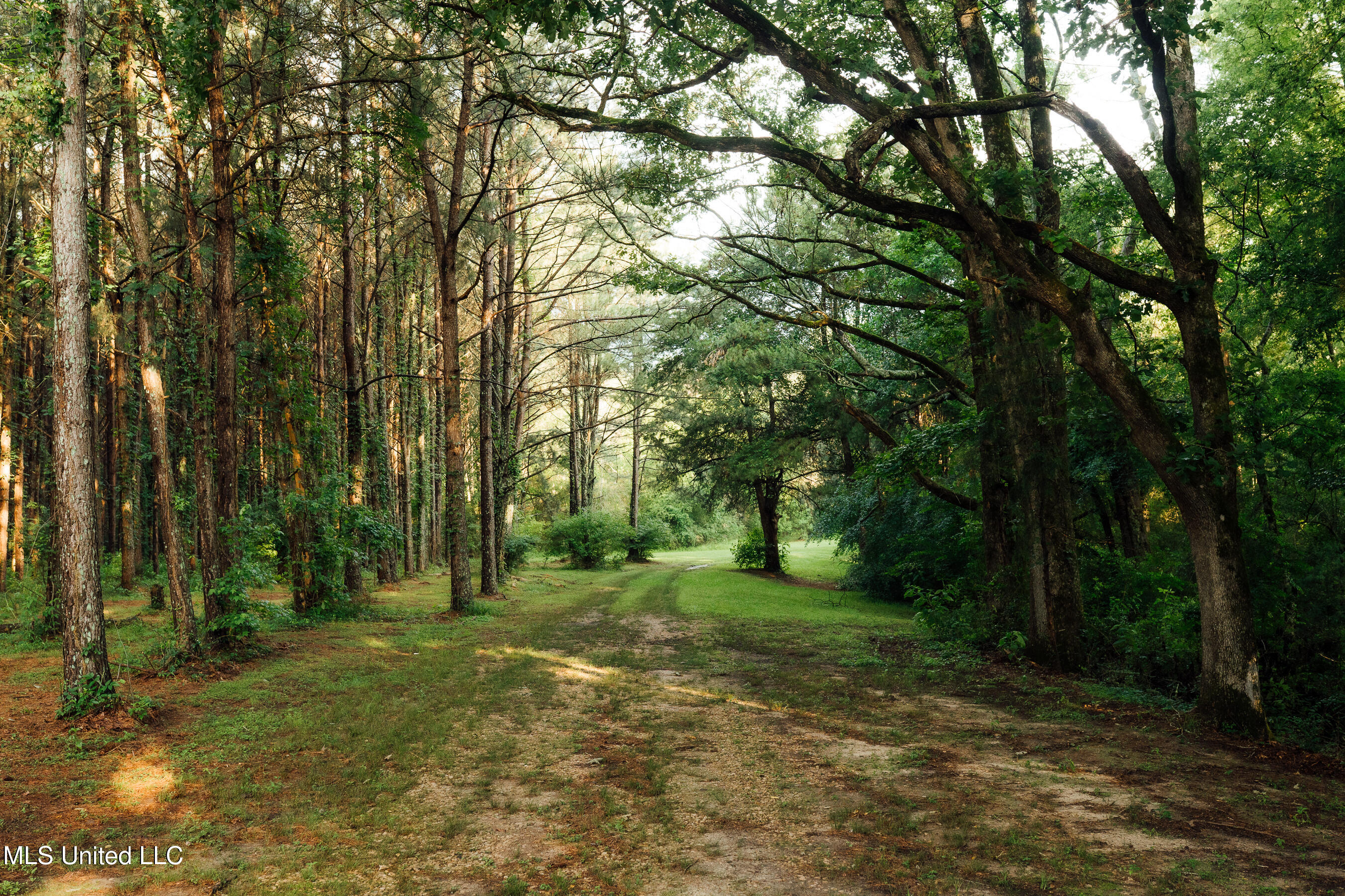 501 Hwy 13, Mendenhall, Mississippi image 14