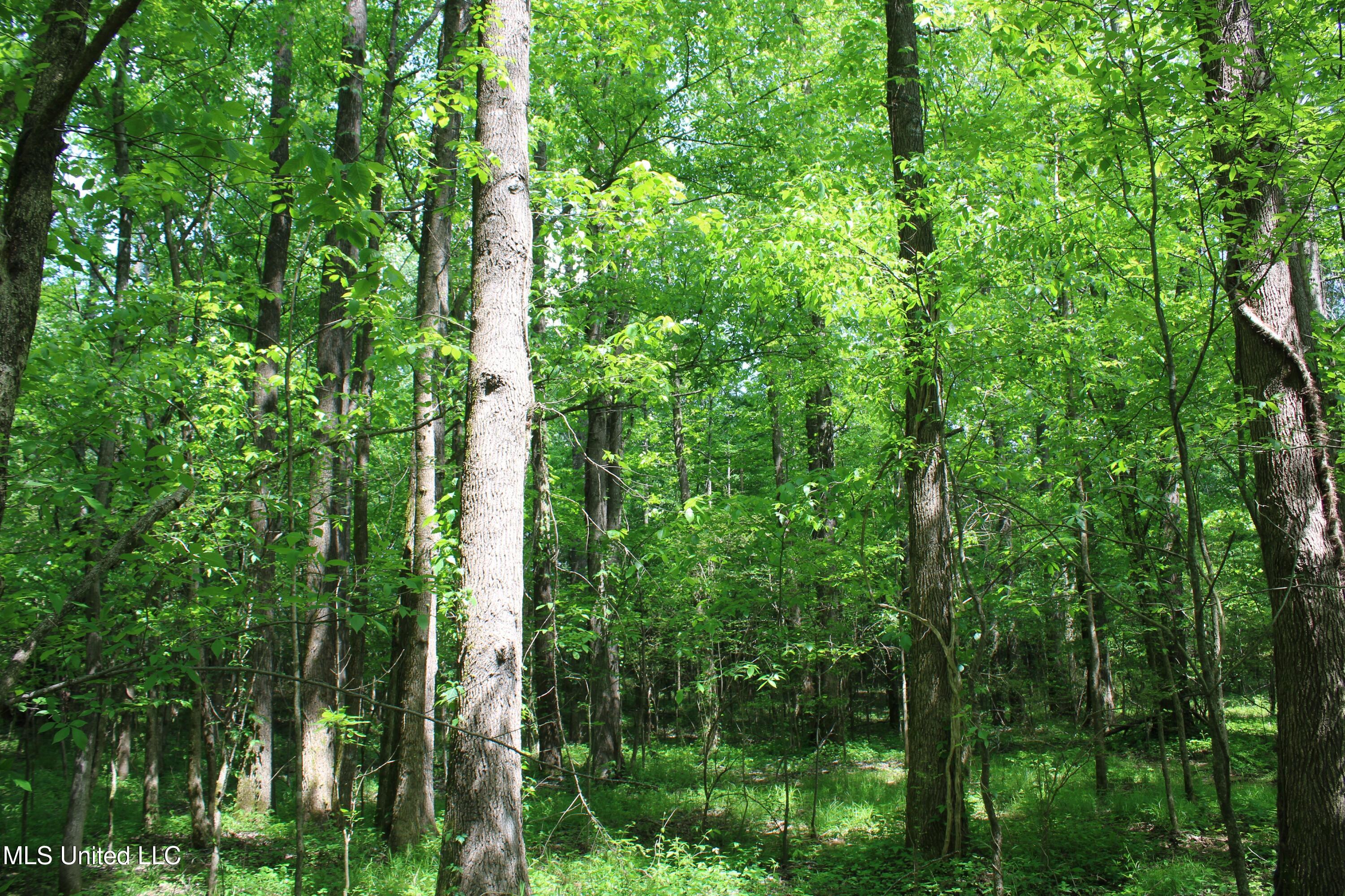 7900 E Craft Road, Olive Branch, Mississippi image 13