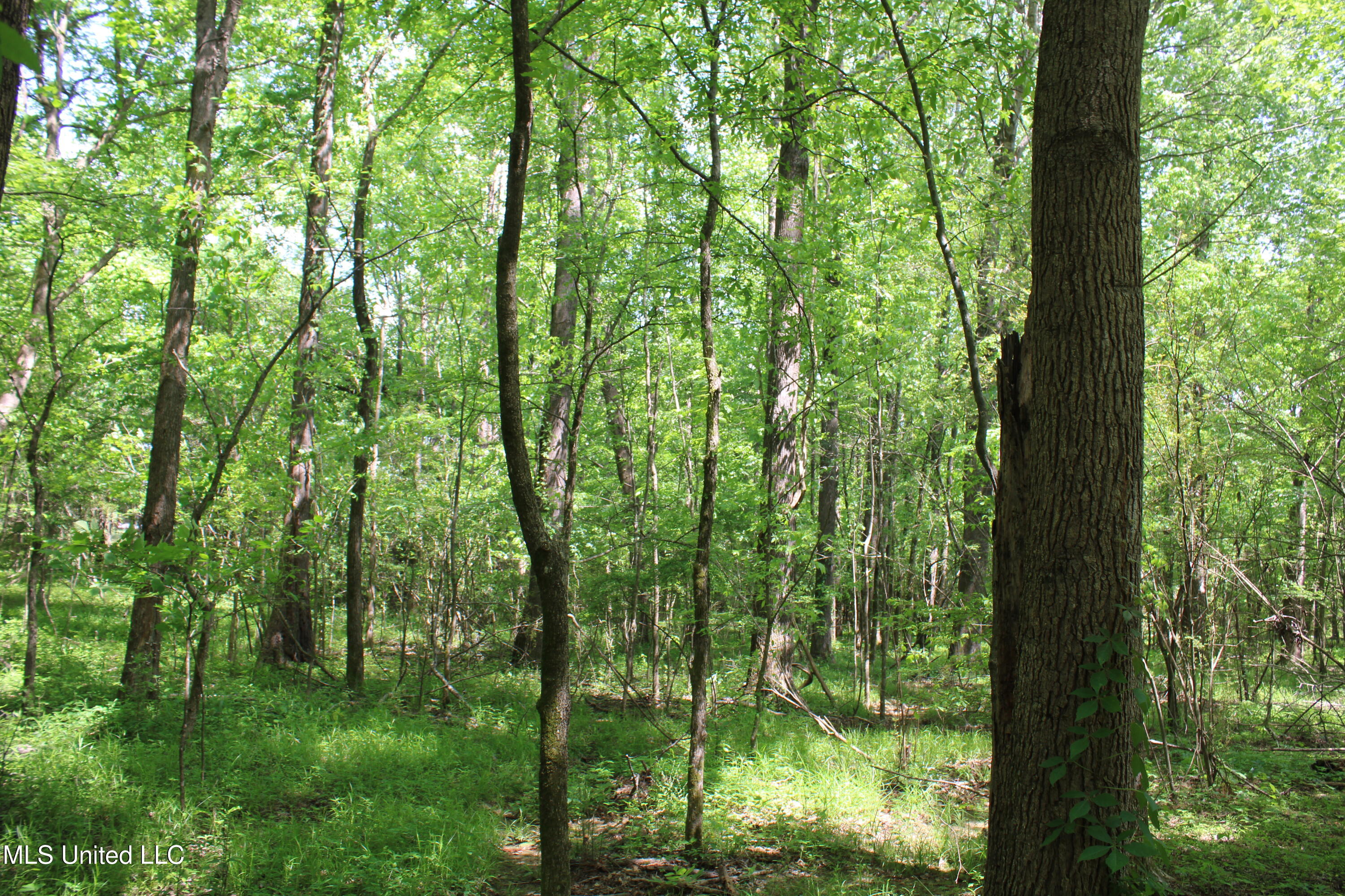 7900 E Craft Road, Olive Branch, Mississippi image 3