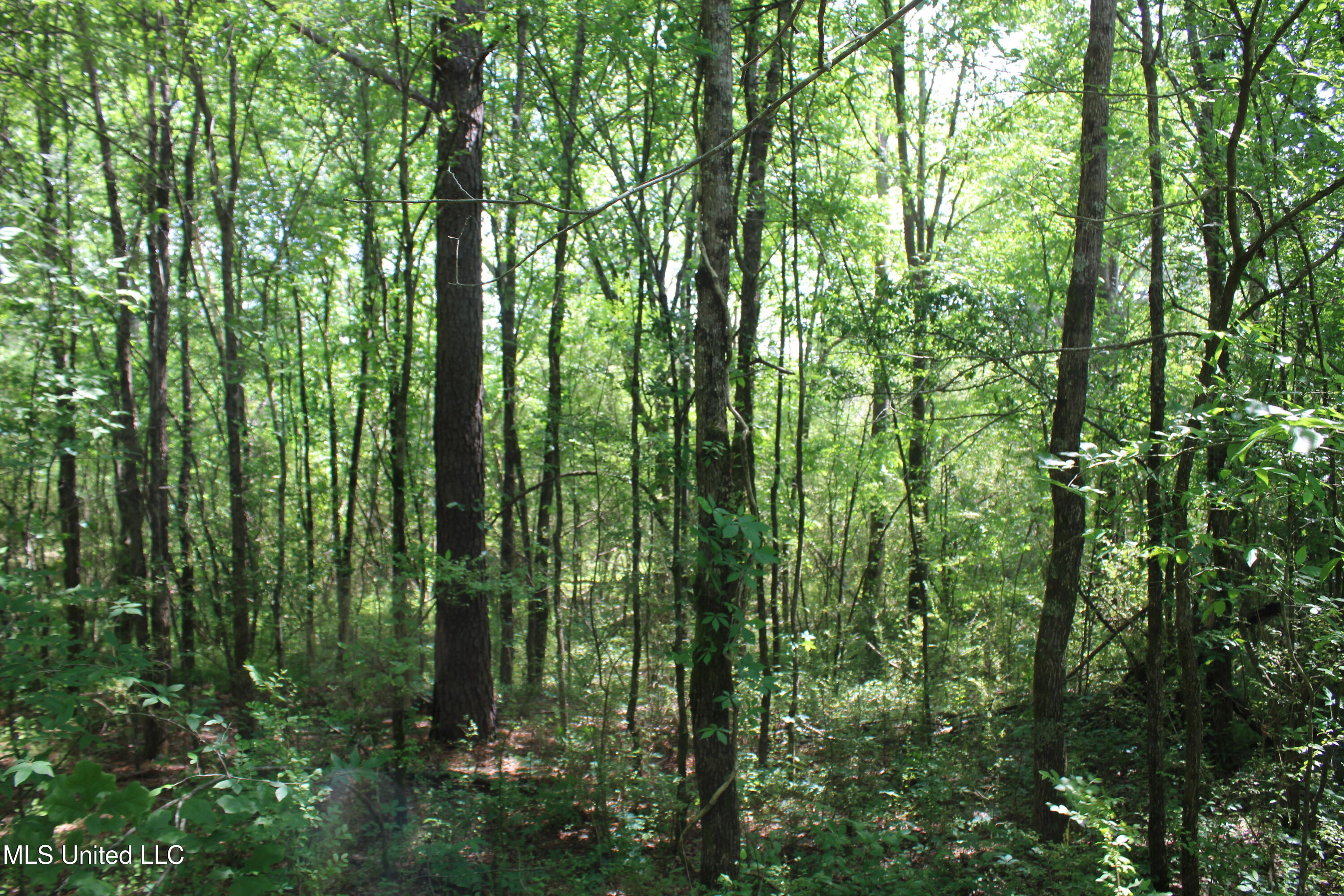 7900 E Craft Road, Olive Branch, Mississippi image 2