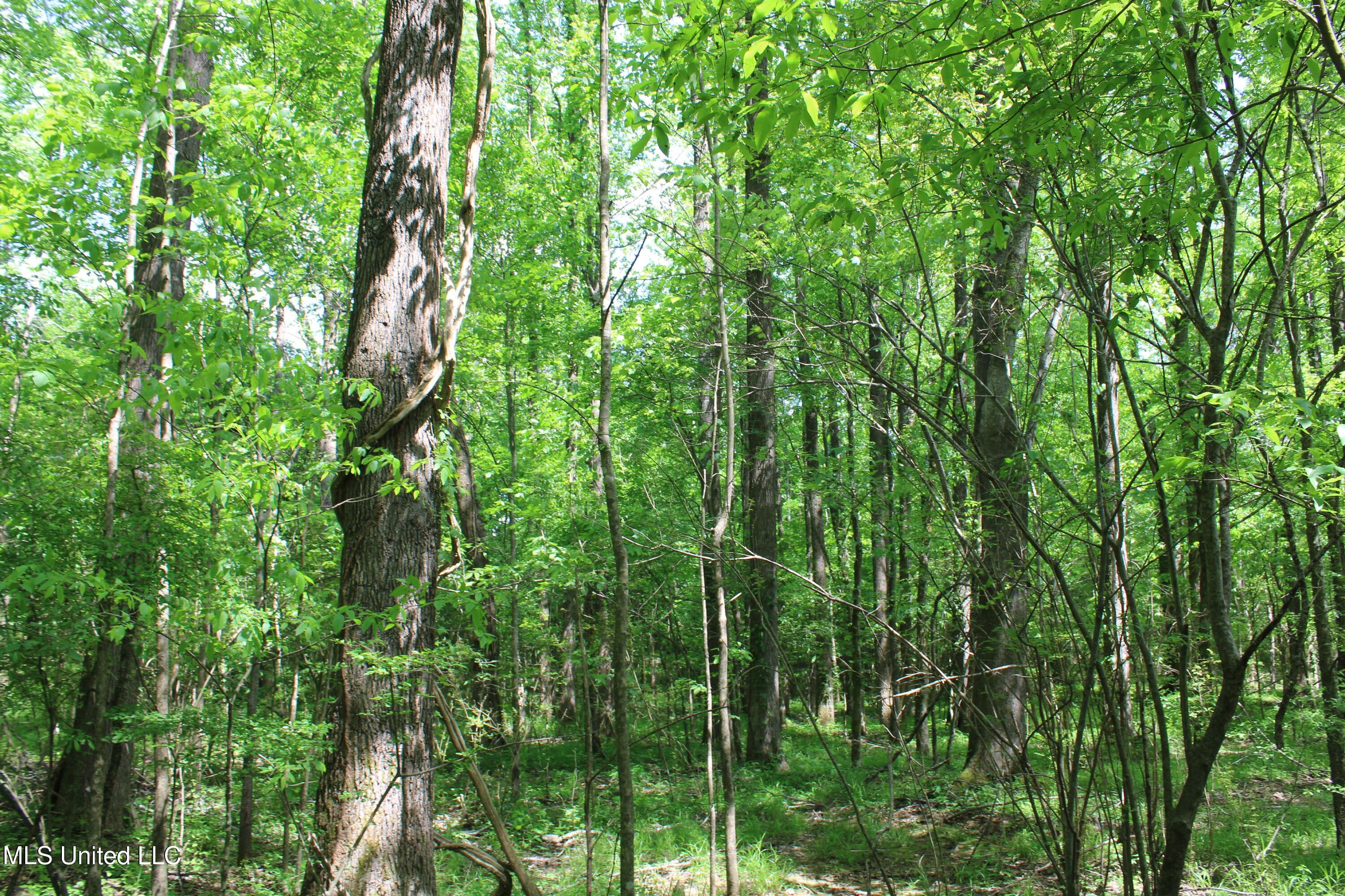 7900 E Craft Road, Olive Branch, Mississippi image 10