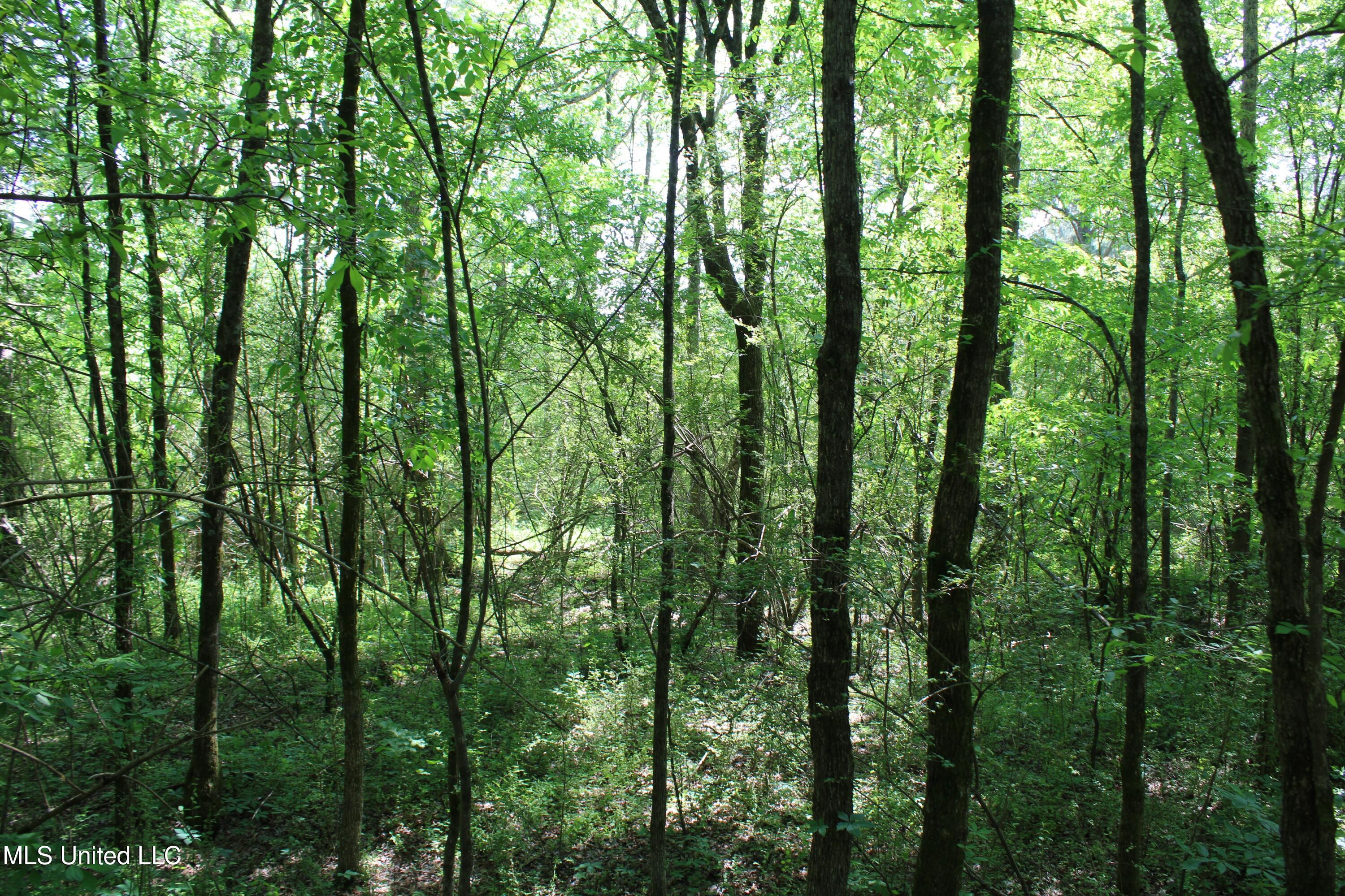 7900 E Craft Road, Olive Branch, Mississippi image 6