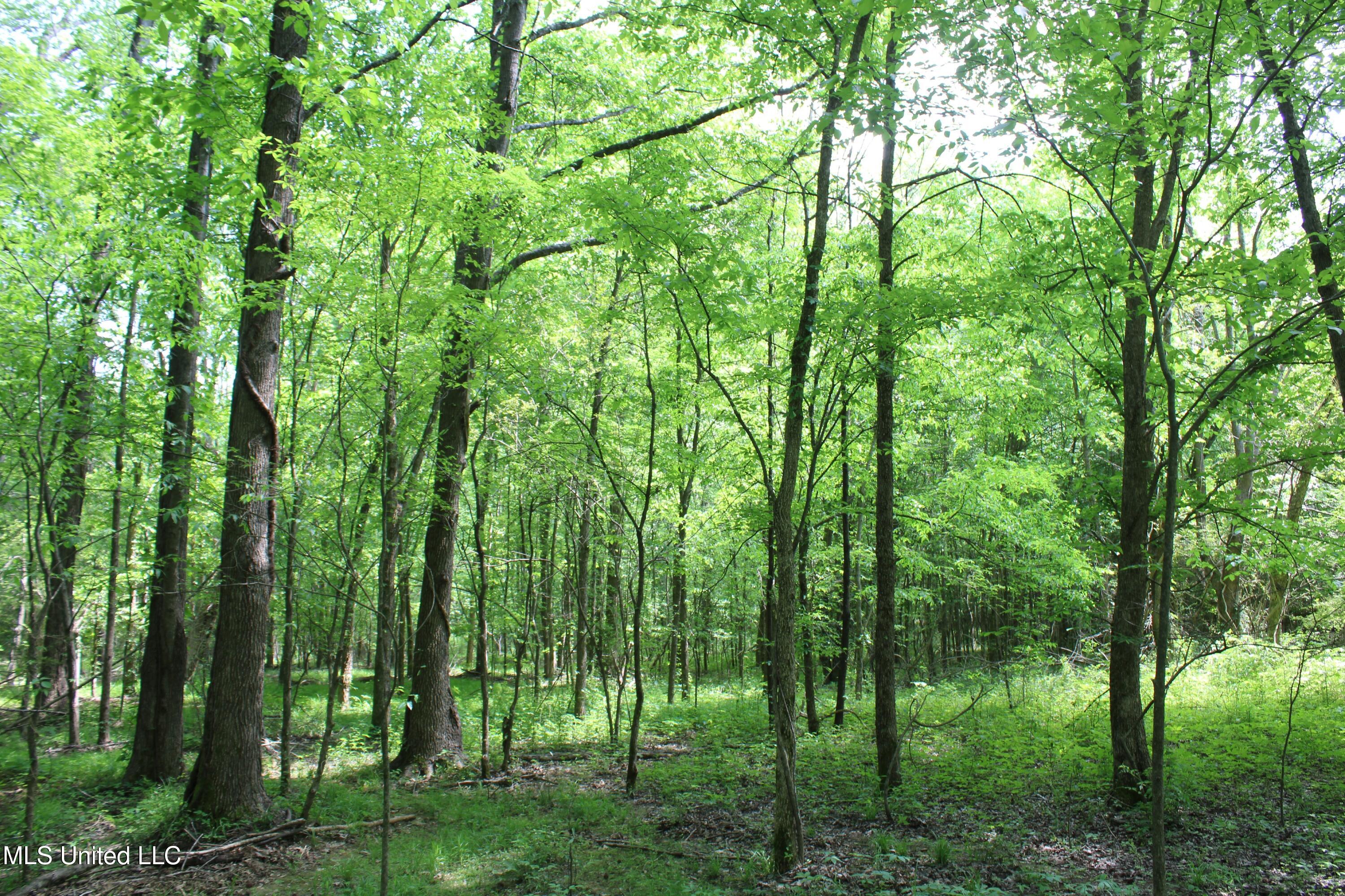 7900 E Craft Road, Olive Branch, Mississippi image 12