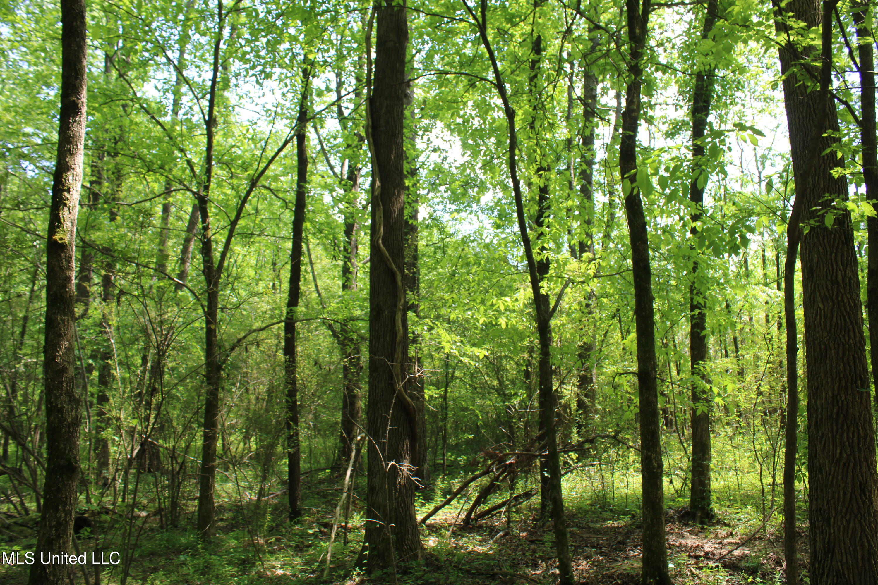 7900 E Craft Road, Olive Branch, Mississippi image 4