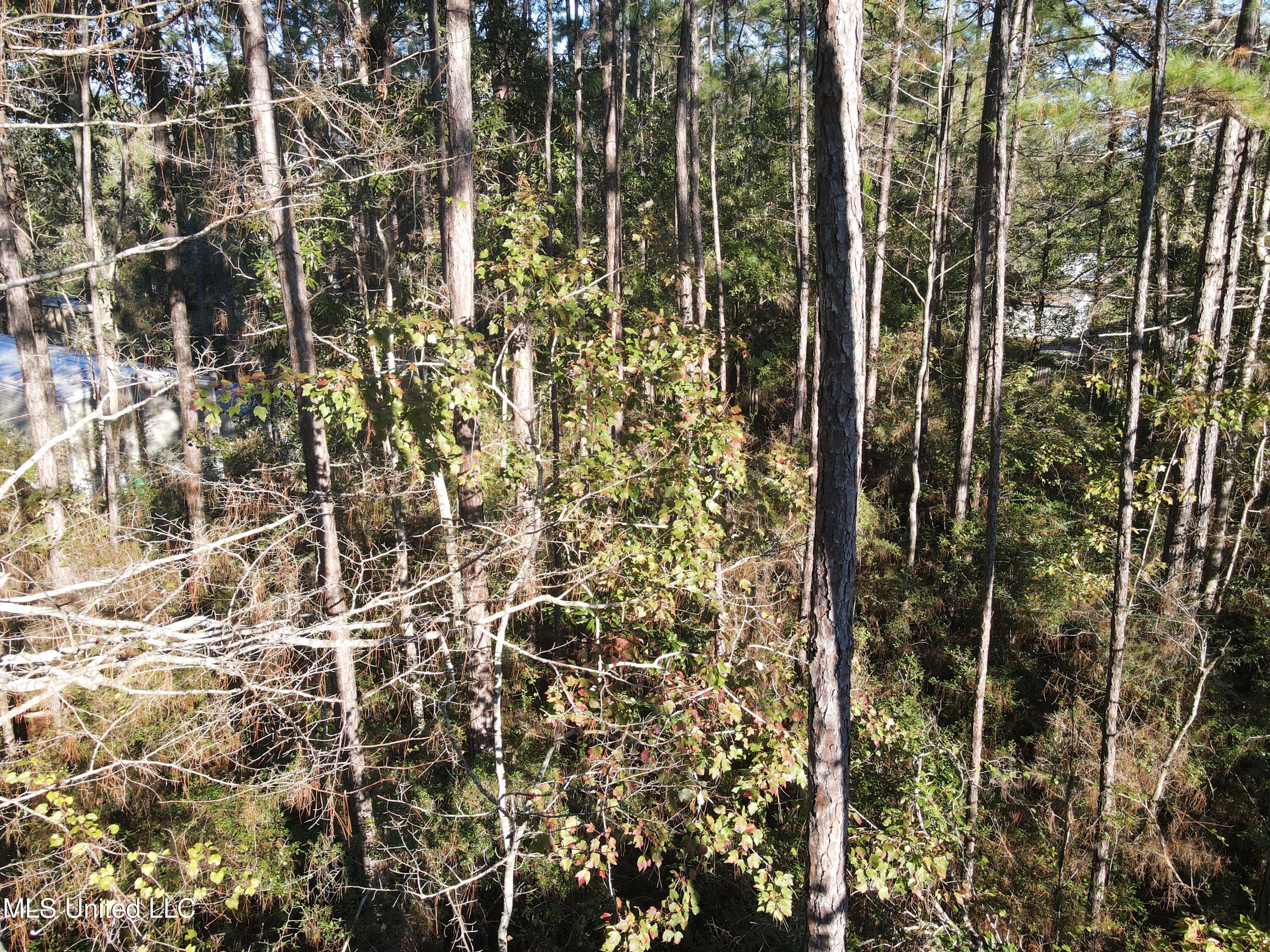 Petunia Road, Gautier, Mississippi image 10