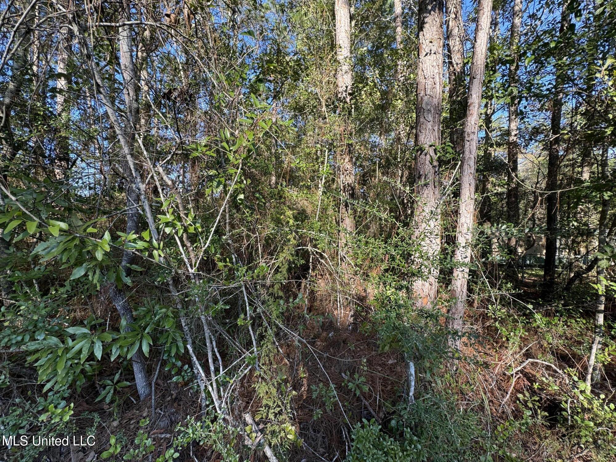 Petunia Road, Gautier, Mississippi image 3