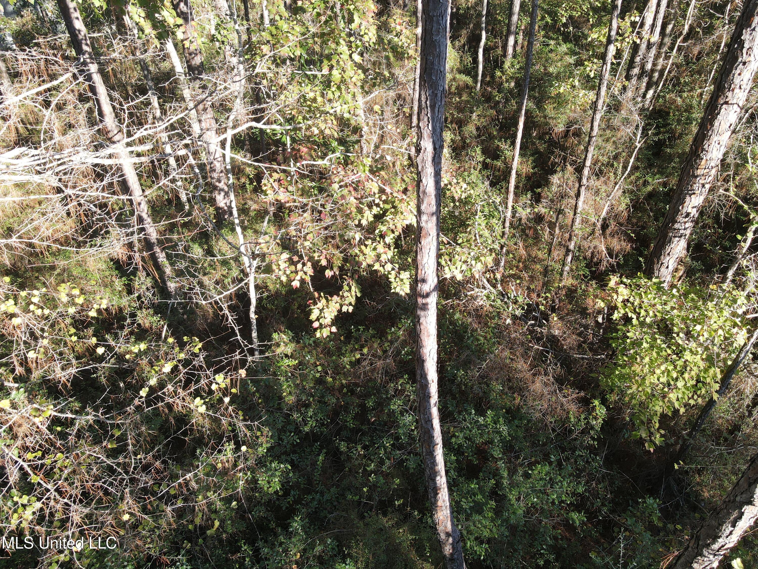 Petunia Road, Gautier, Mississippi image 9