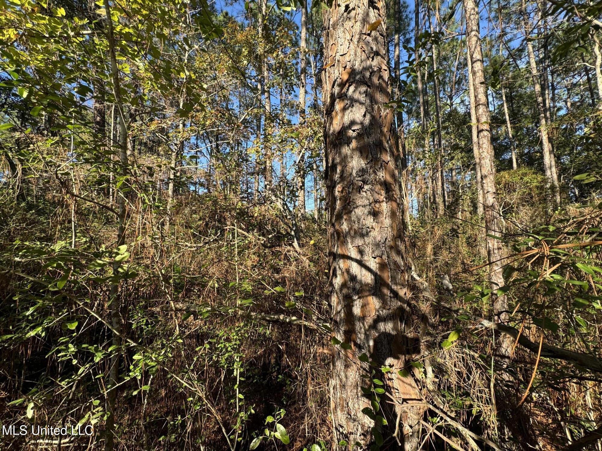 Petunia Road, Gautier, Mississippi image 4