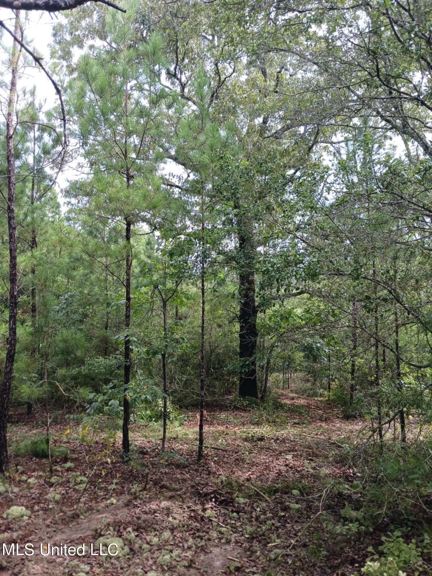 6.8acres Wilford Ladner Road, Lumberton, Mississippi image 5