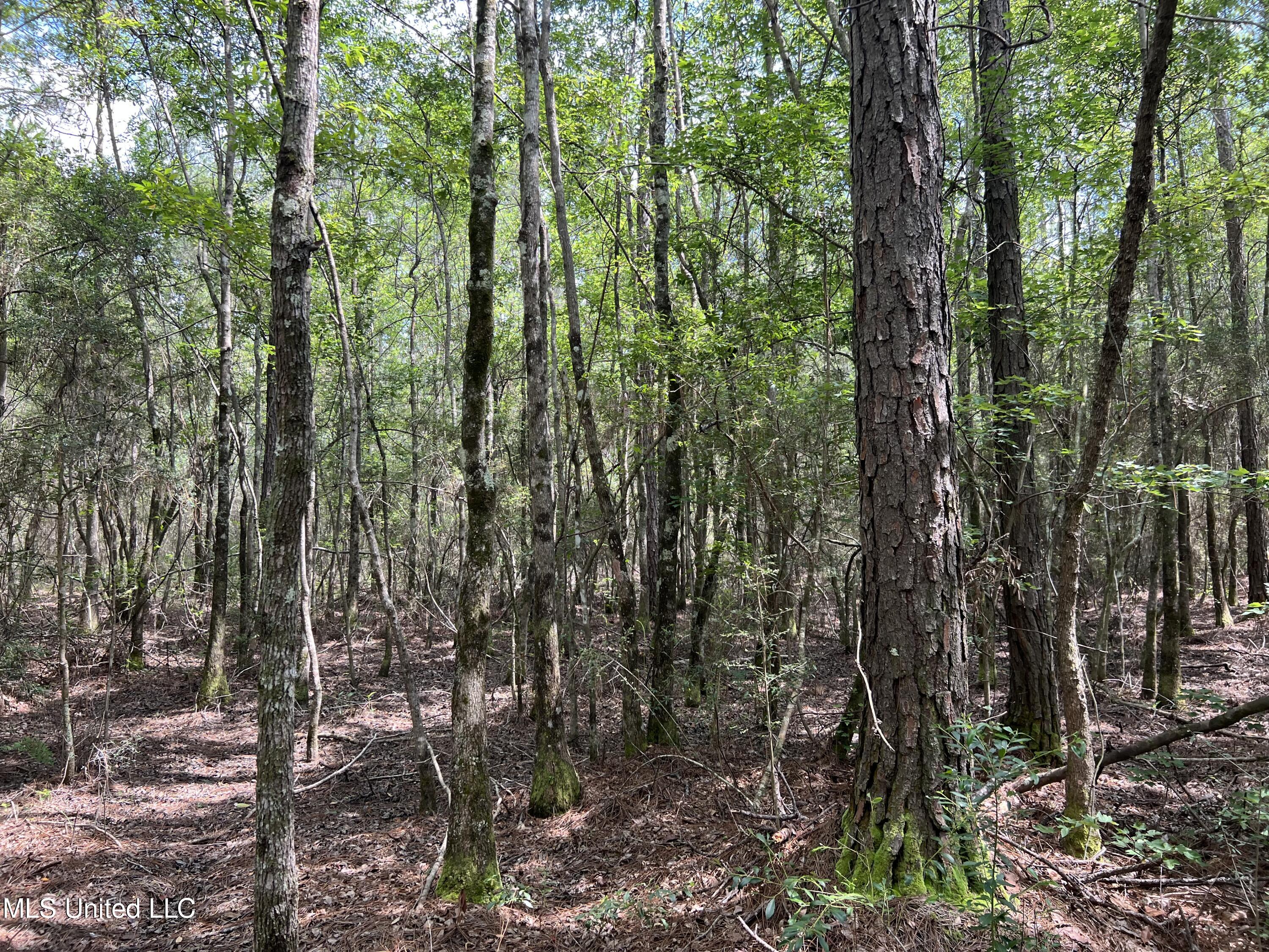 Highway 63, Moss Point, Mississippi image 8