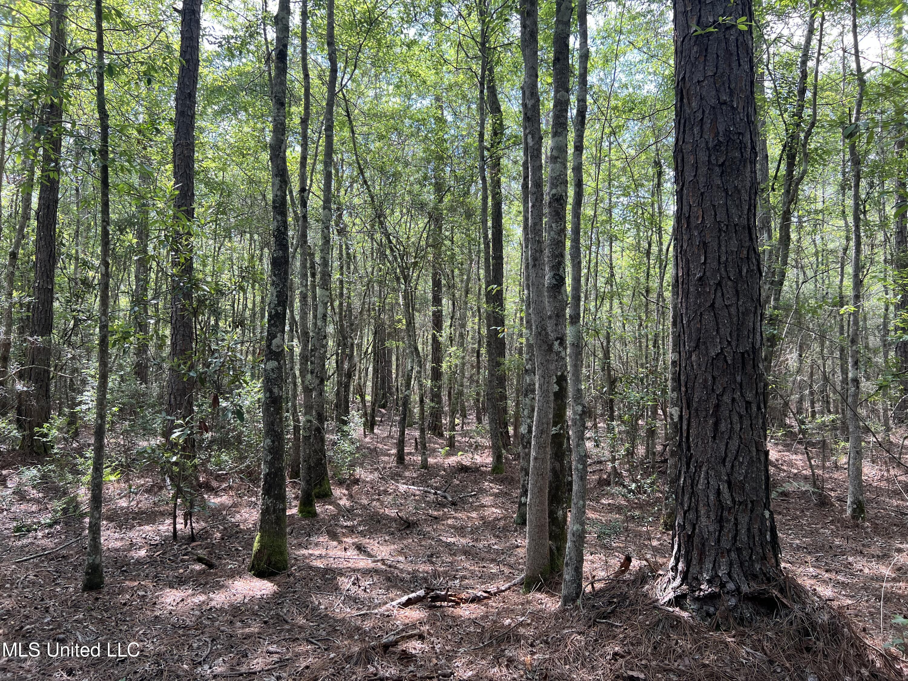 Highway 63, Moss Point, Mississippi image 7