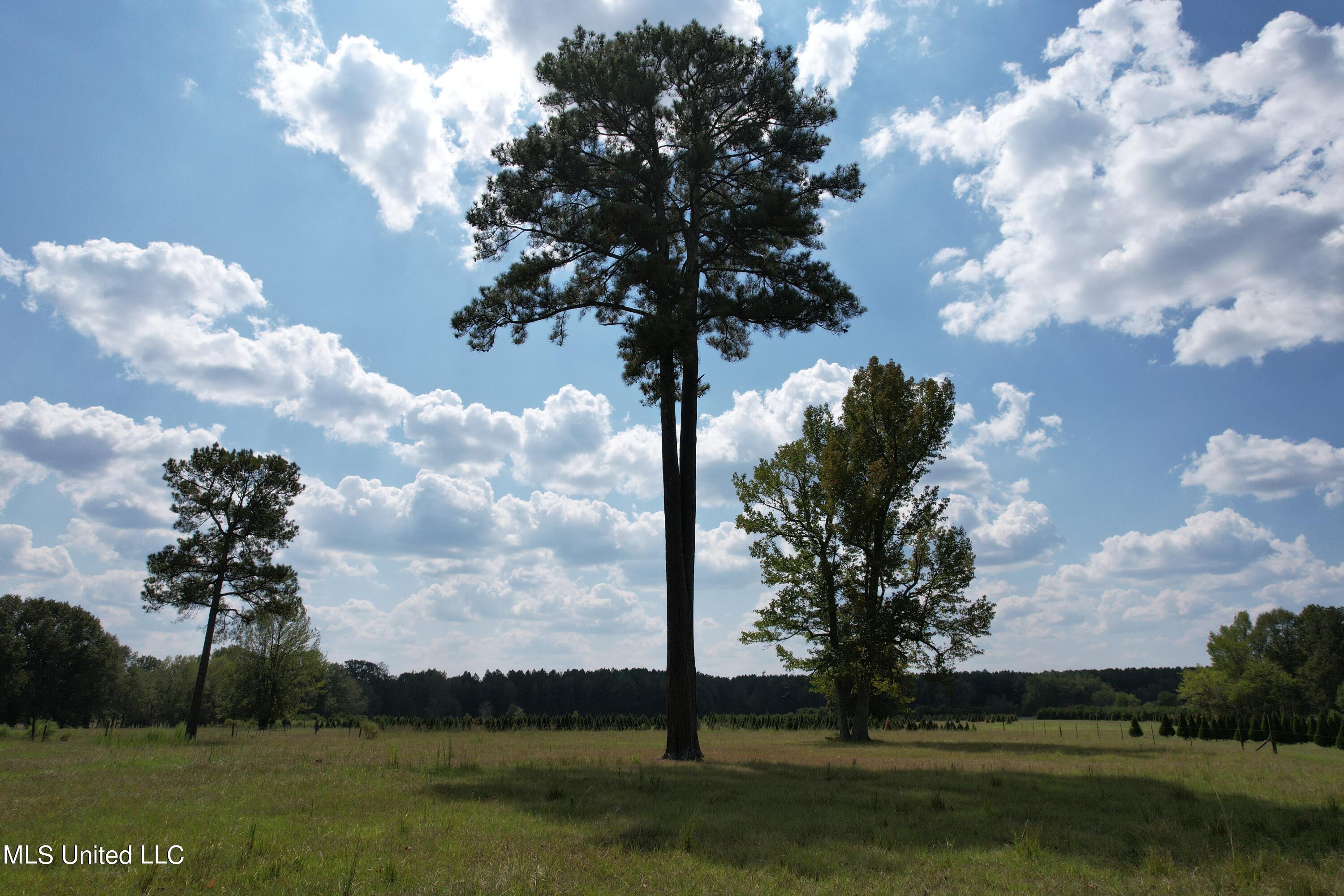 Harrell Road, Pelahatchie, Mississippi image 40