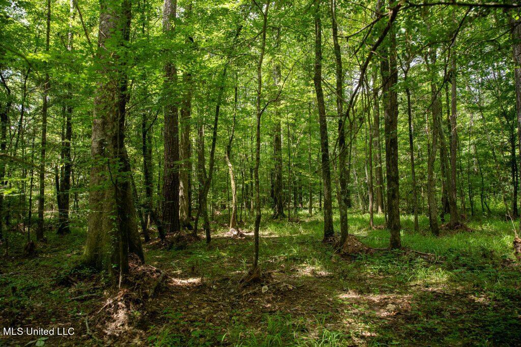 Ashley Road, Puckett, Mississippi image 8