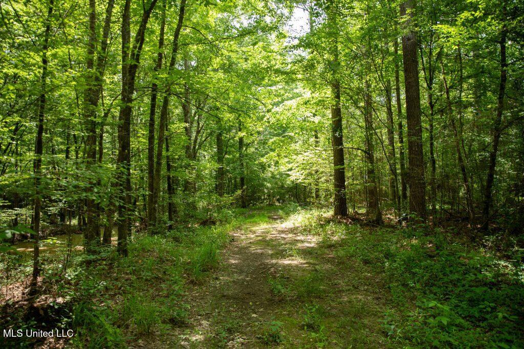 Ashley Road, Puckett, Mississippi image 12